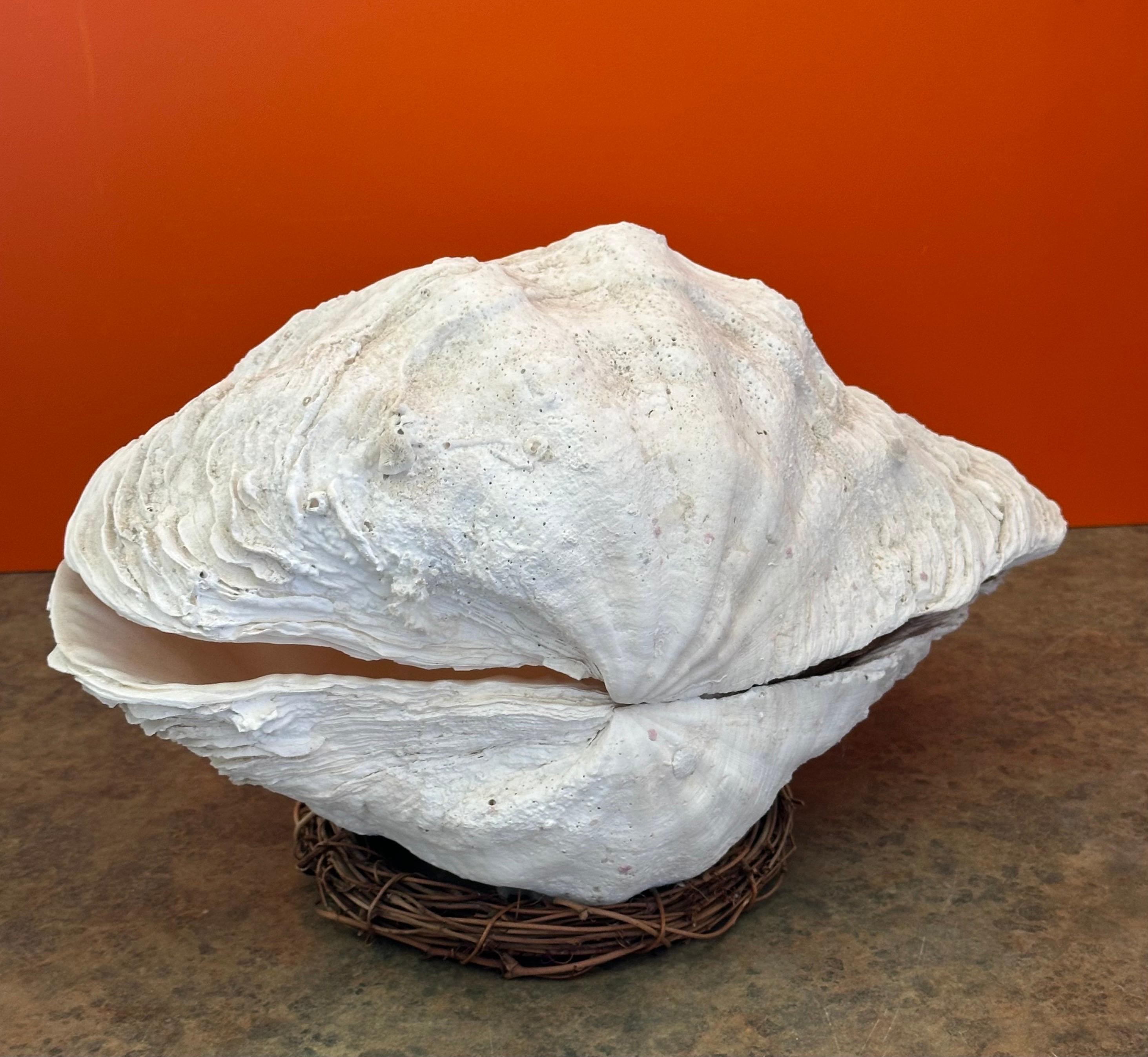 Extra große skulpturale Riesige Südpazifik-Muschelschale im Zustand „Gut“ in San Diego, CA