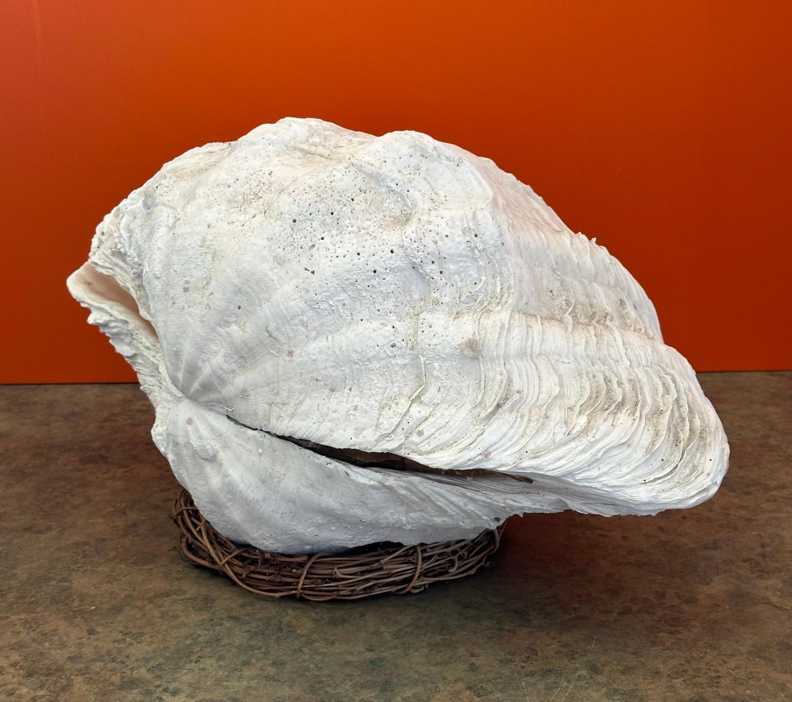 Extra große skulpturale Riesige Südpazifik-Muschelschale (20. Jahrhundert)