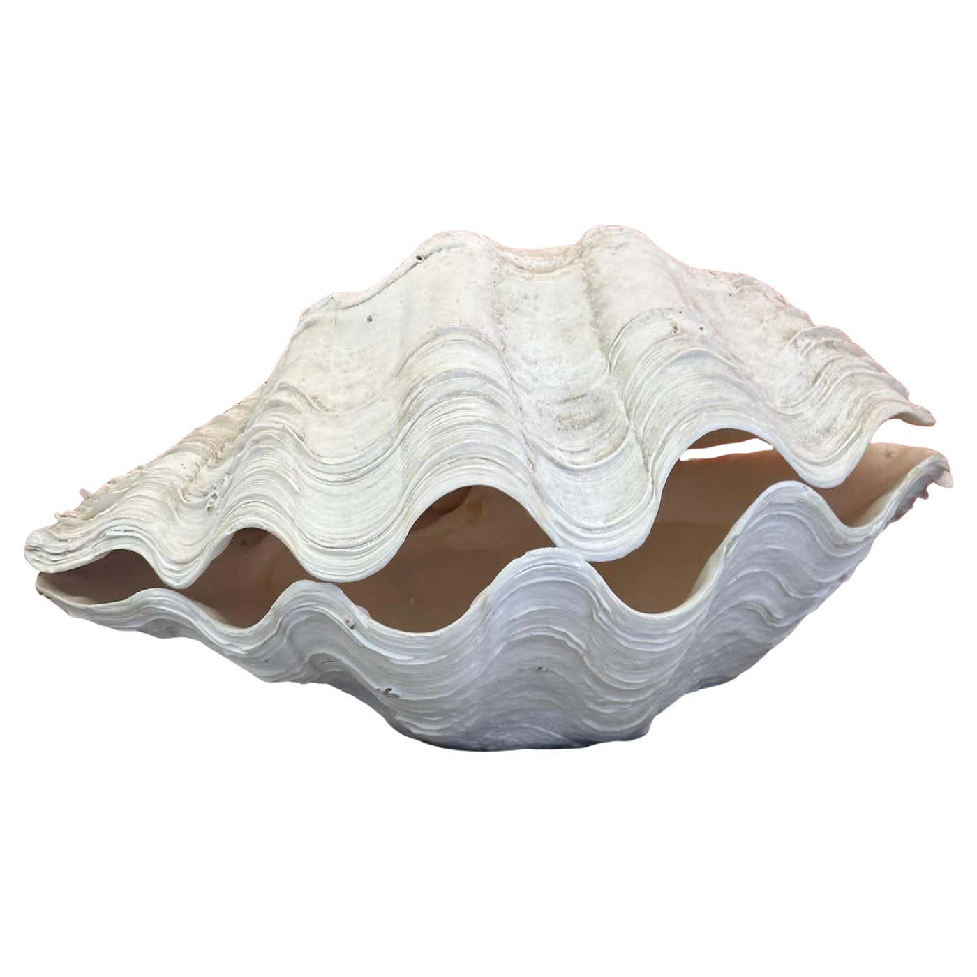 Extra Large Sculptural Giant South Pacific Clam Shell For Sale at 1stDibs