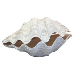 Antique Extra Large Sculptural Giant South Pacific Clam Shell