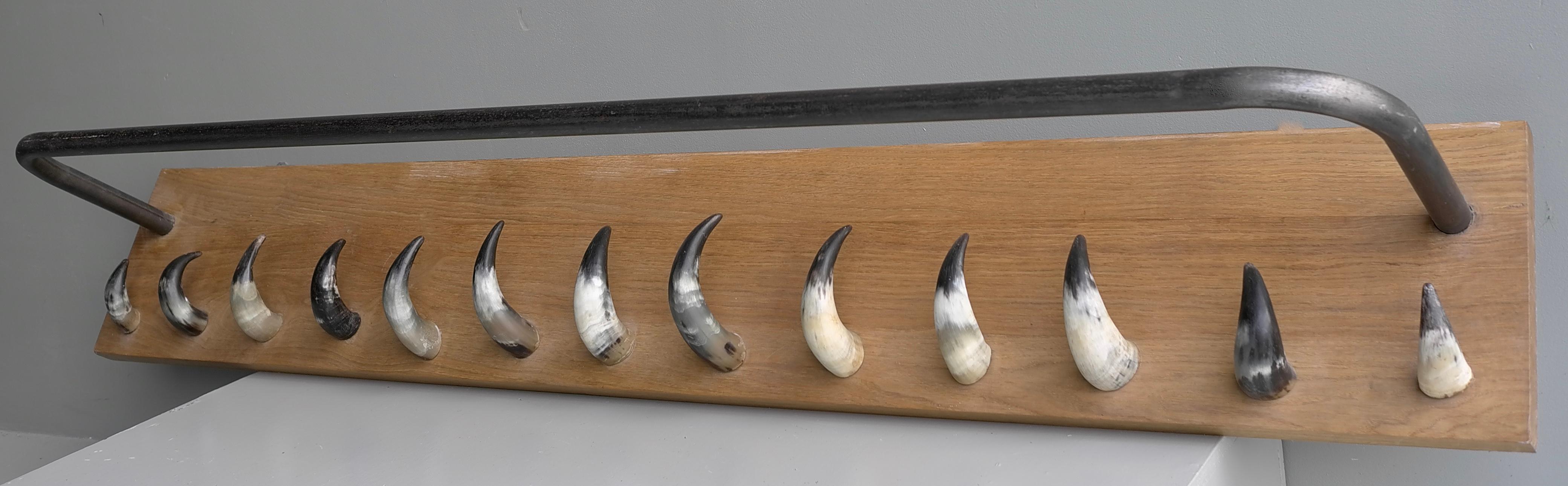 Extra large solid oak, steel and cow horn wall coat rack, France, 1960's.