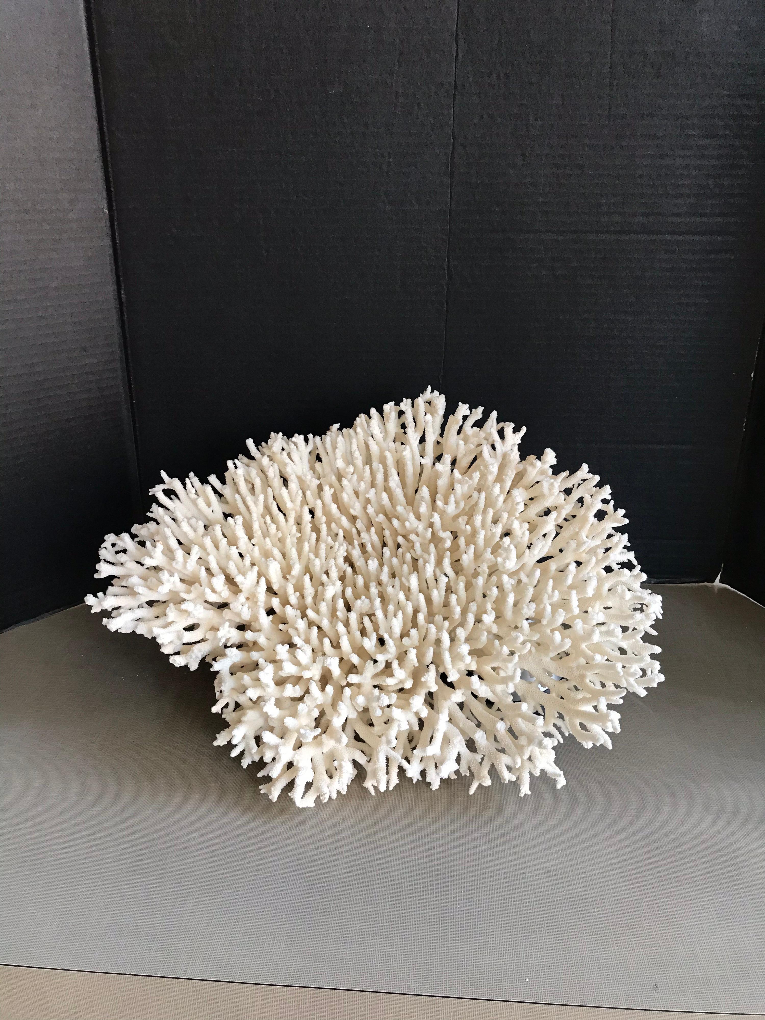 This is a beautiful extra large specimen of table coral from the Philippines.