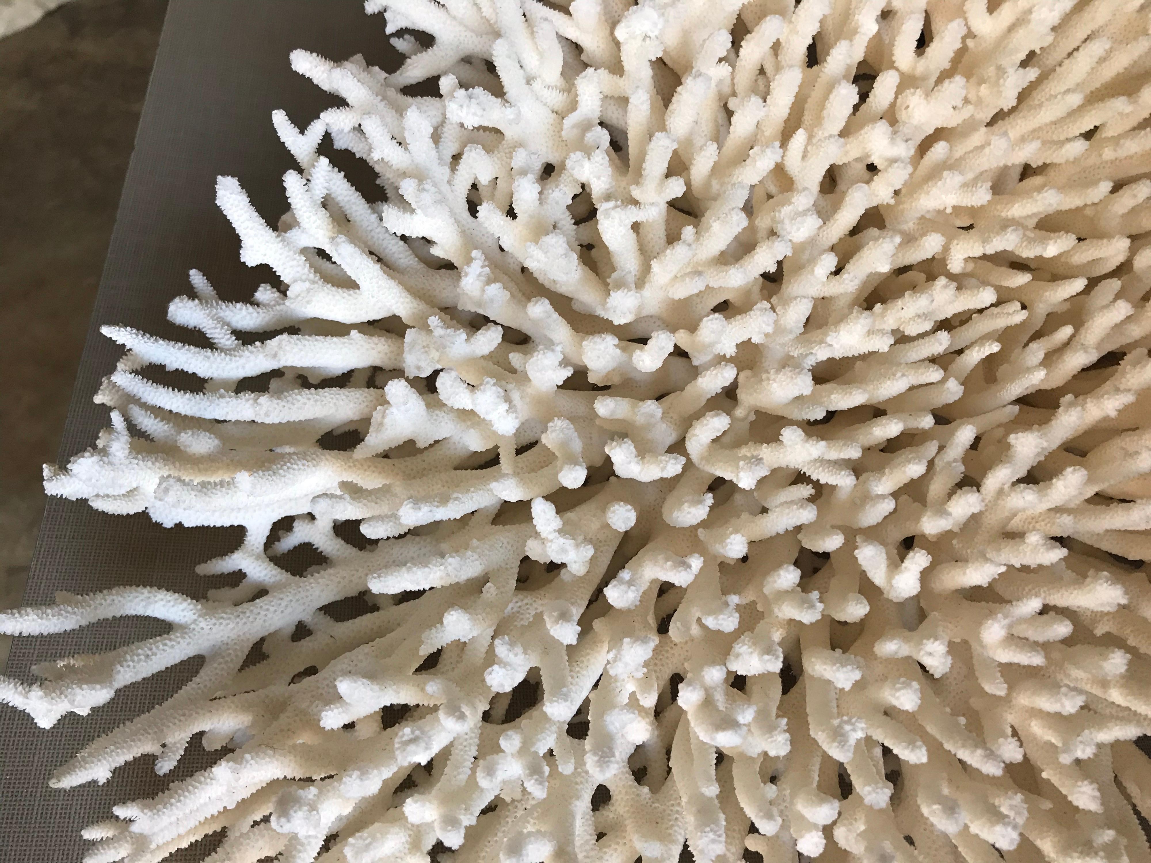 table coral for sale