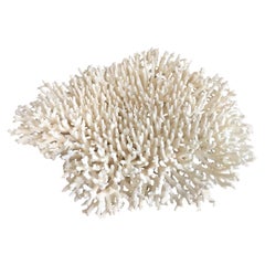 Extra Large Table Coral