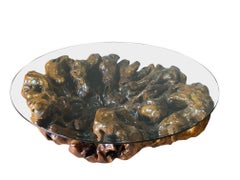 Extra Large Walnut Root Glass Top Coffee Table, Spain, Mid Century