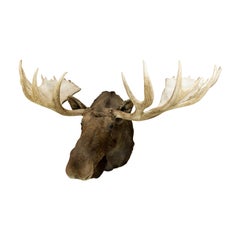 Extra Large Yukon Moose Taxidermy Mount
