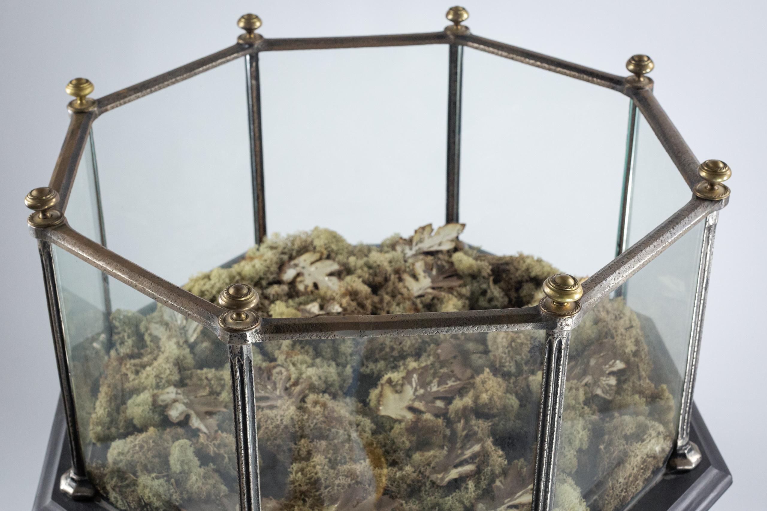 Extraordinary 19th Century Aquarium 8