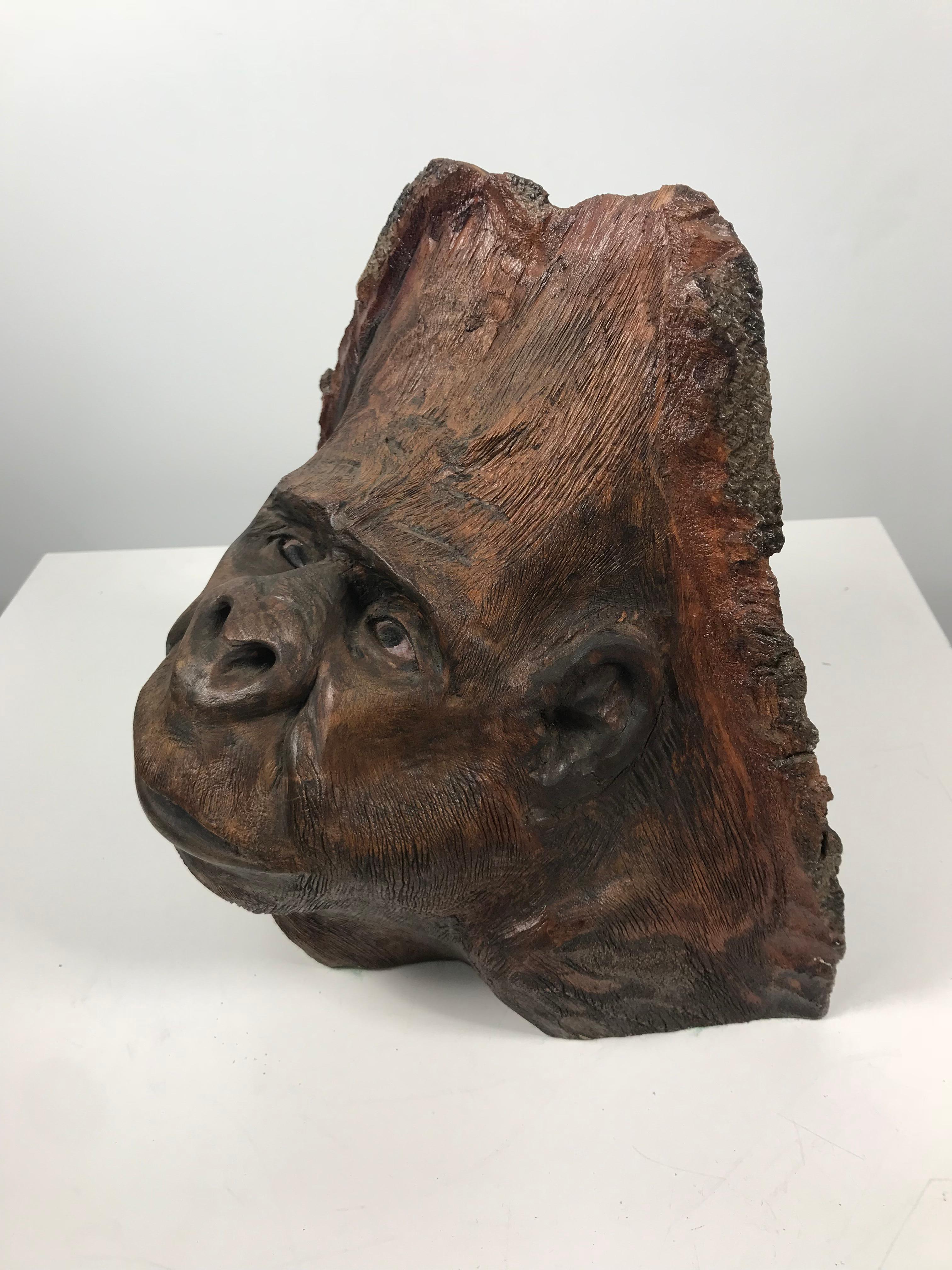 Sculpture d'art populaire inhabituelle, sculptée à la main à partir d'un nœud d'arbre, représentant un visage de gorille, une tête, une image étonnamment réaliste, extrêmement bien exécutée.