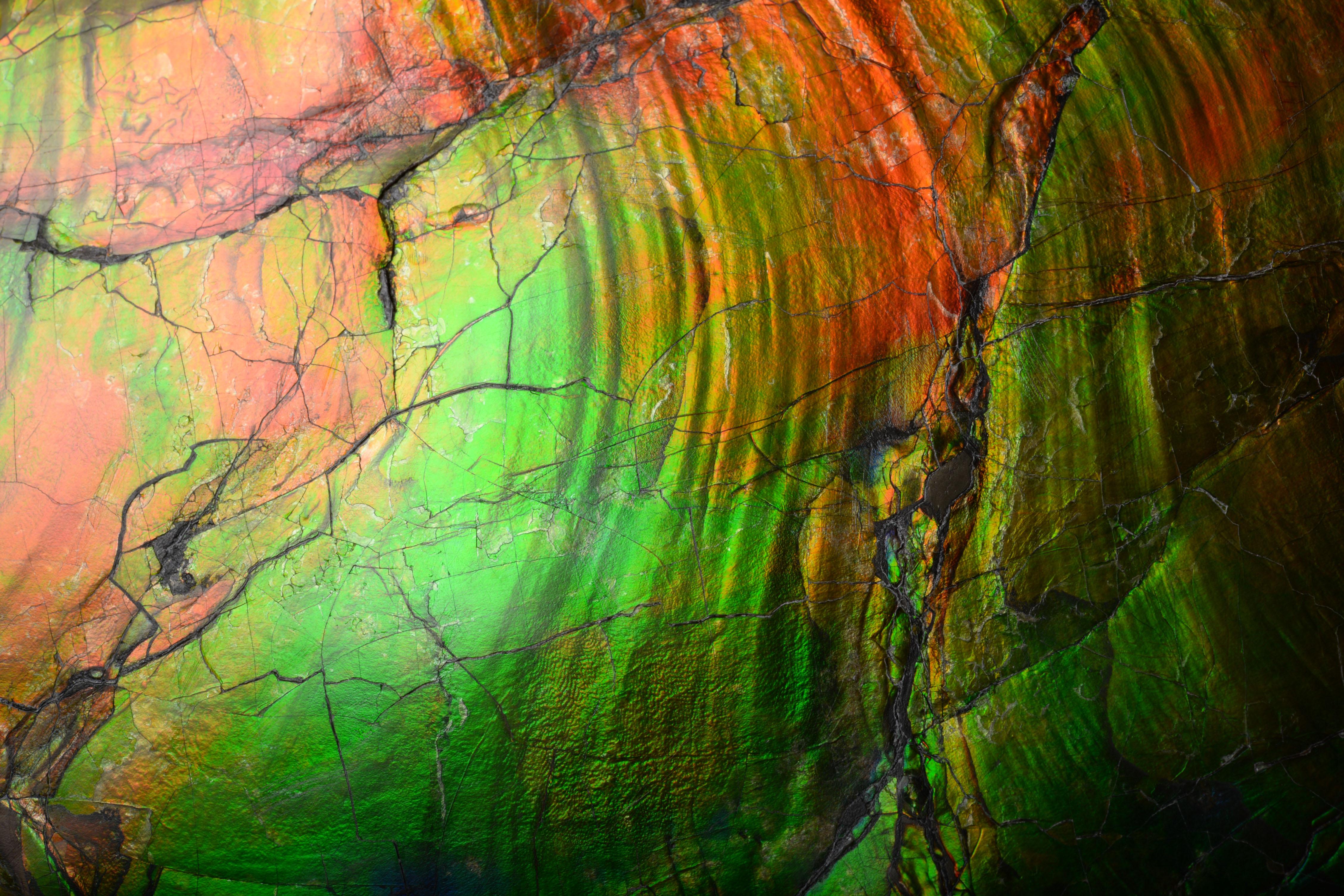 Extraordinary Giant Iridescent Ammonite Fossil 1
