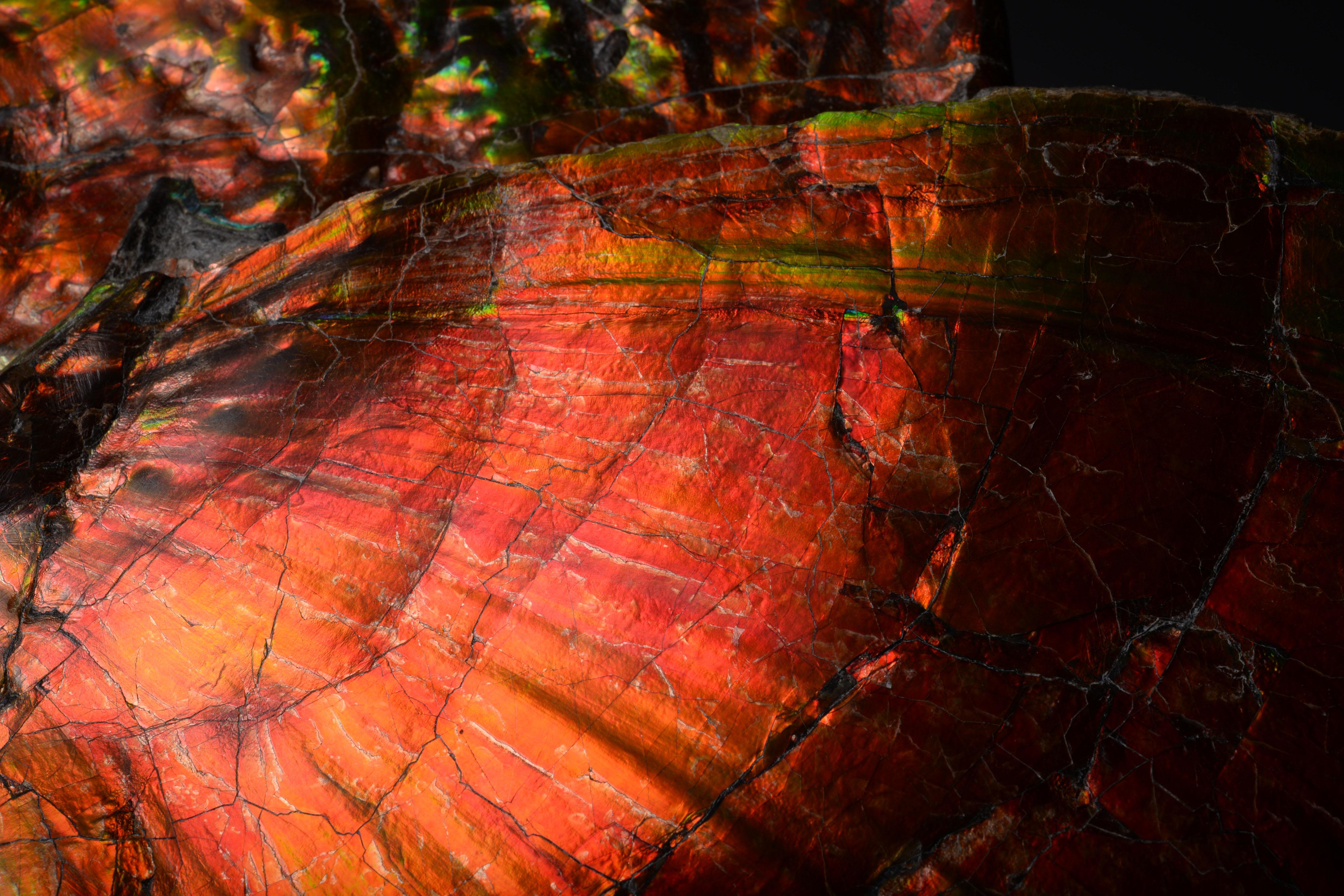 Extraordinary Giant Iridescent Ammonite Fossil 3