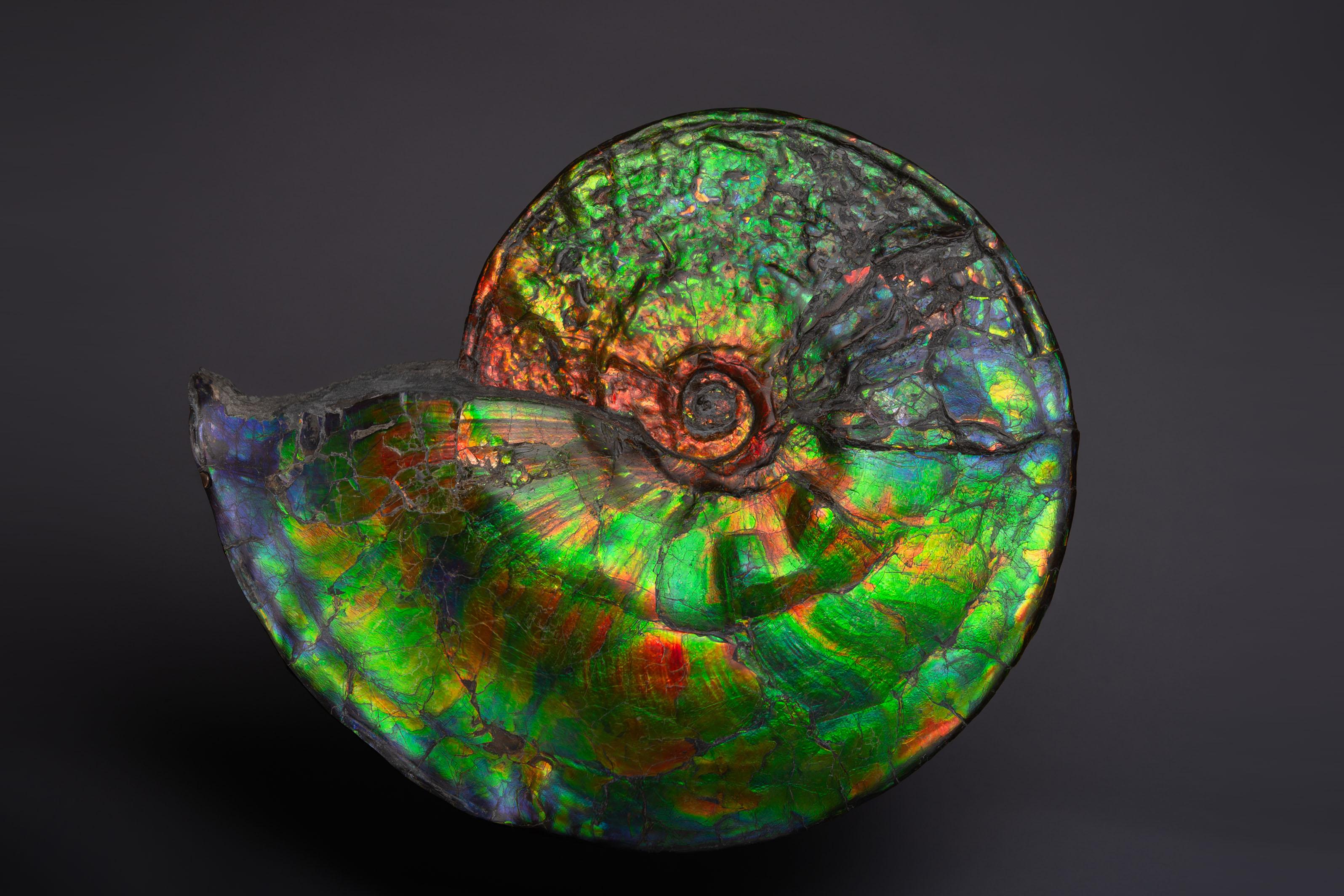 A magnificent example of one of the most spectacular fossils. A large and intensely vibrant ammonite, Placenticeras costatum, from the Bearpaw formation, Alberta, Canada. Dating to the late Cretaceous period, around 75 million years before