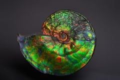 Extraordinary Giant Iridescent Ammonite Fossil