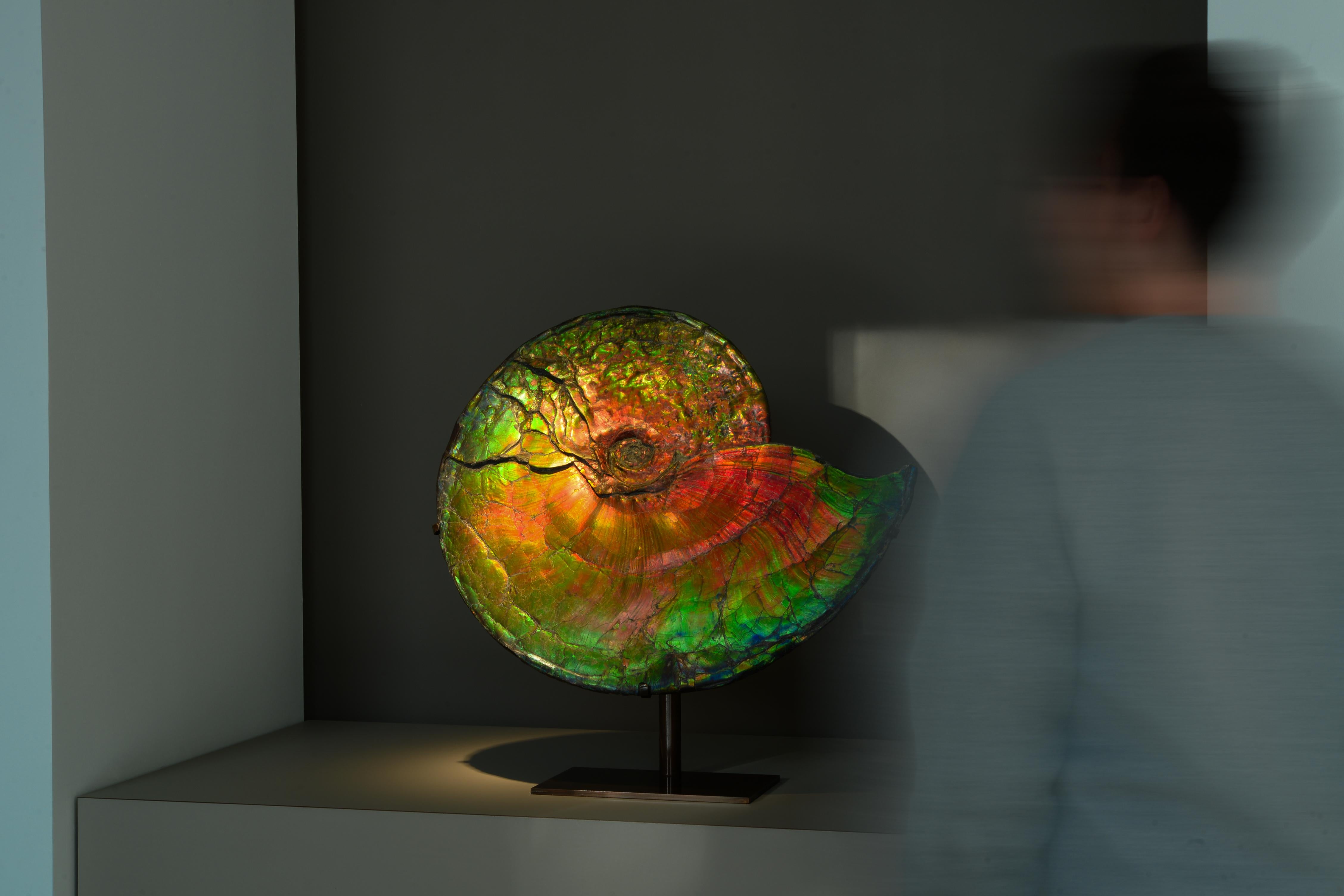 iridescent fossil