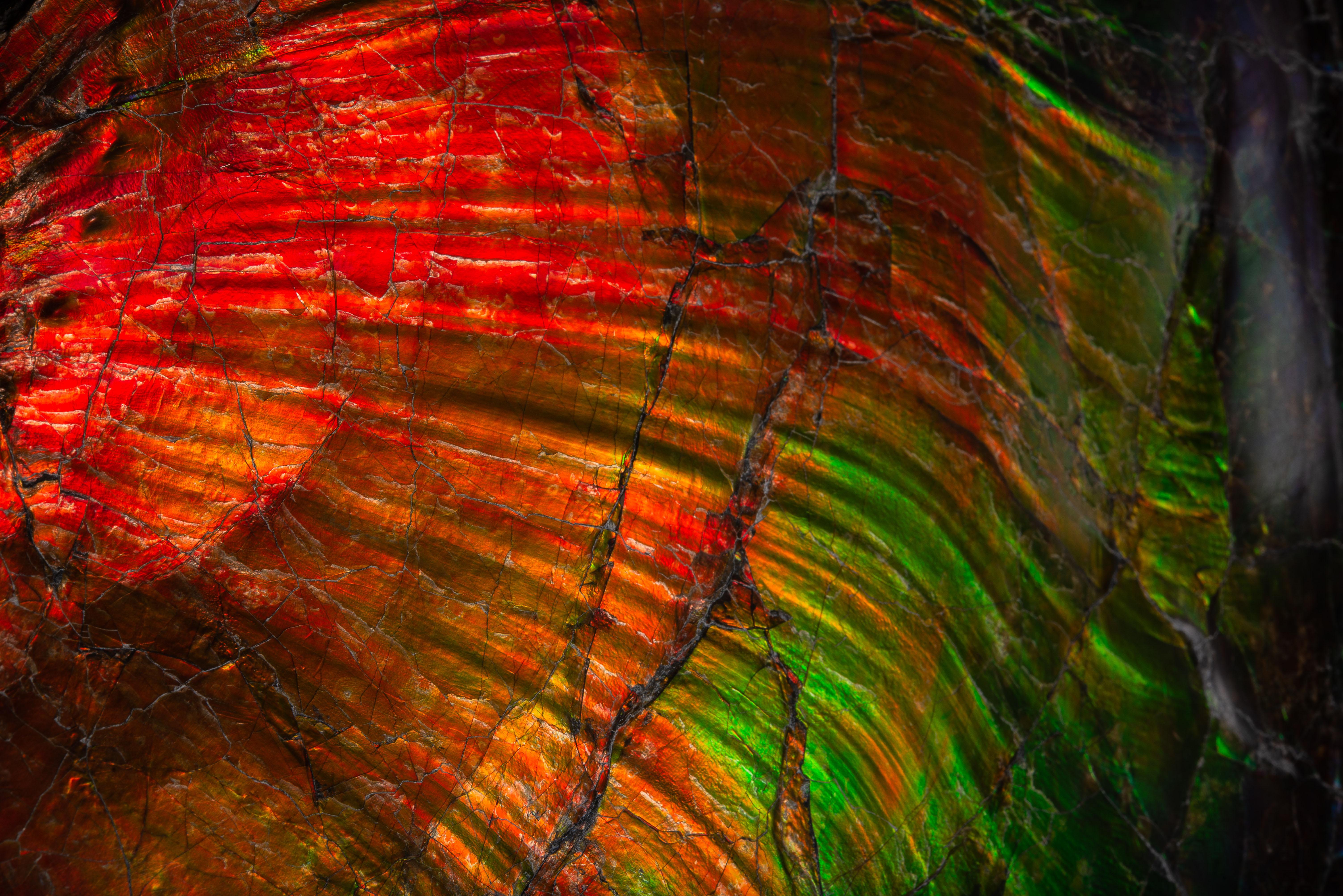 iridescent ammonites
