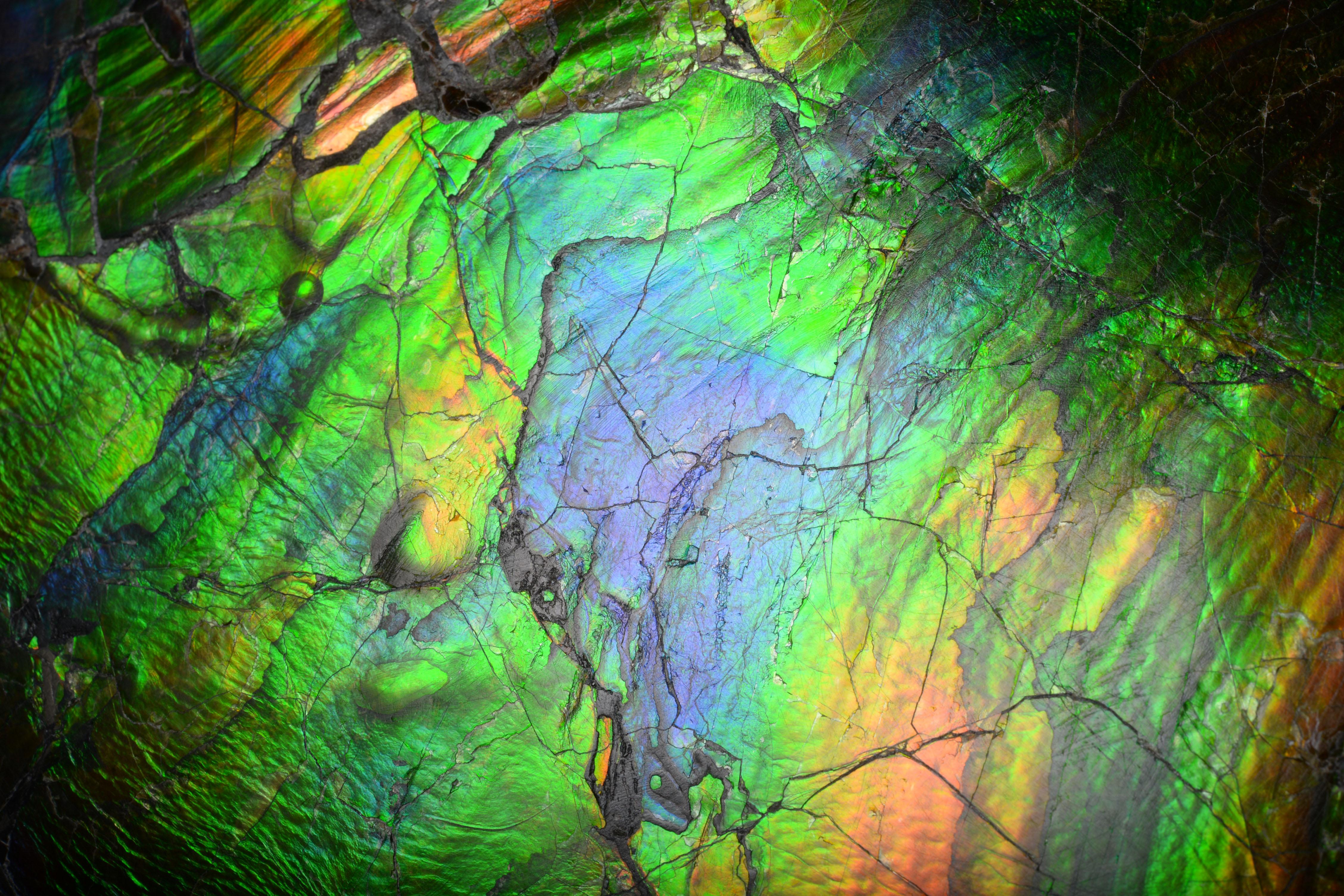 Canadian Extraordinary Giant Iridescent Ammonite Fossil