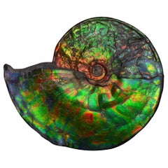Extraordinaire fossile d'ammonite géante iridescente