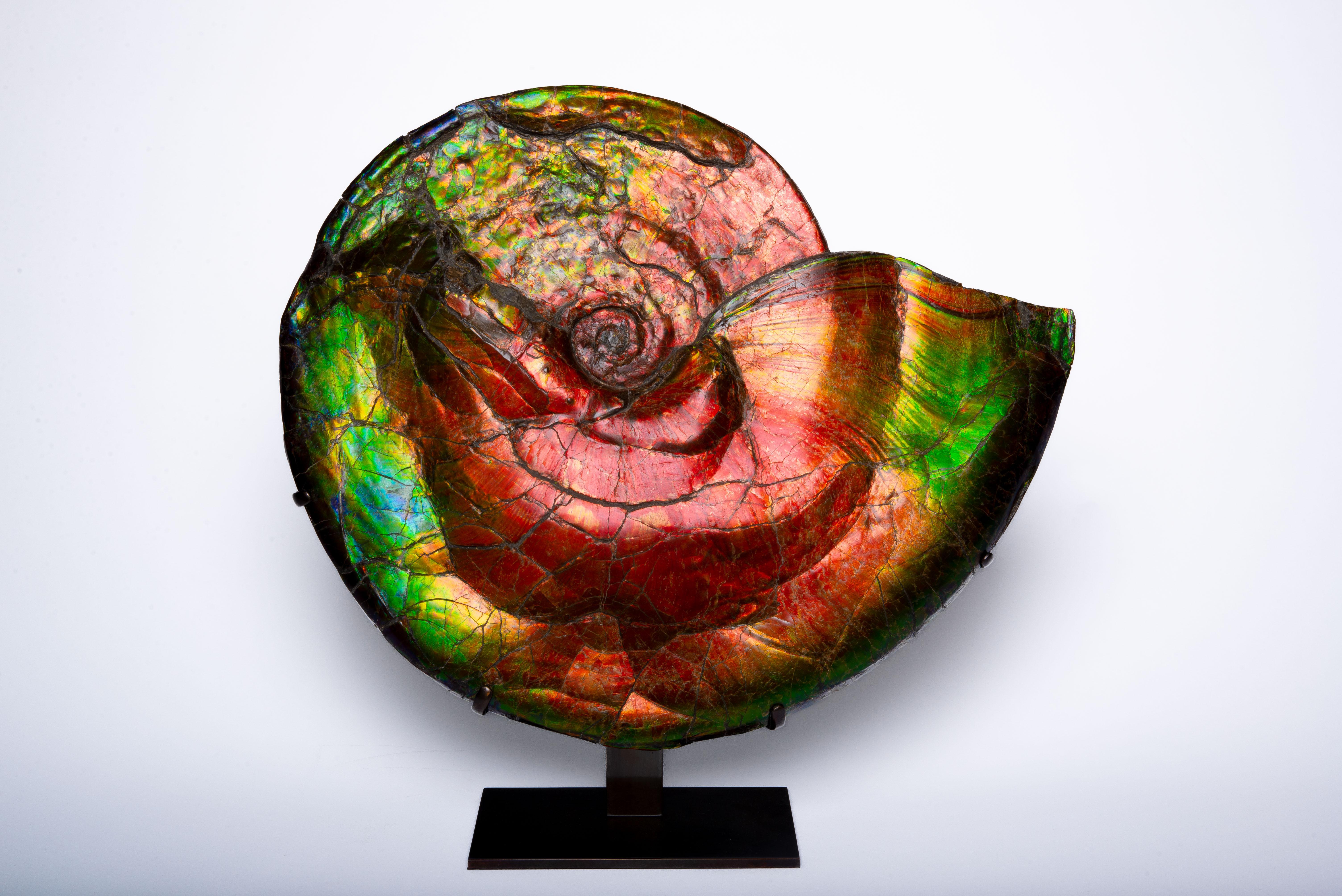 A magnificent example of one of the most spectacular fossils. A large and intensely vibrant ammonite, Placenticeras costatum, from the Bearpaw formation, Alberta, Canada, dating to the late Cretaceous period, around 75 million years before present.