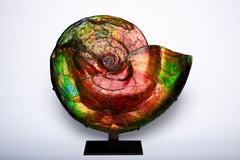 Extraordinary Iridescent Ammonite Fossil