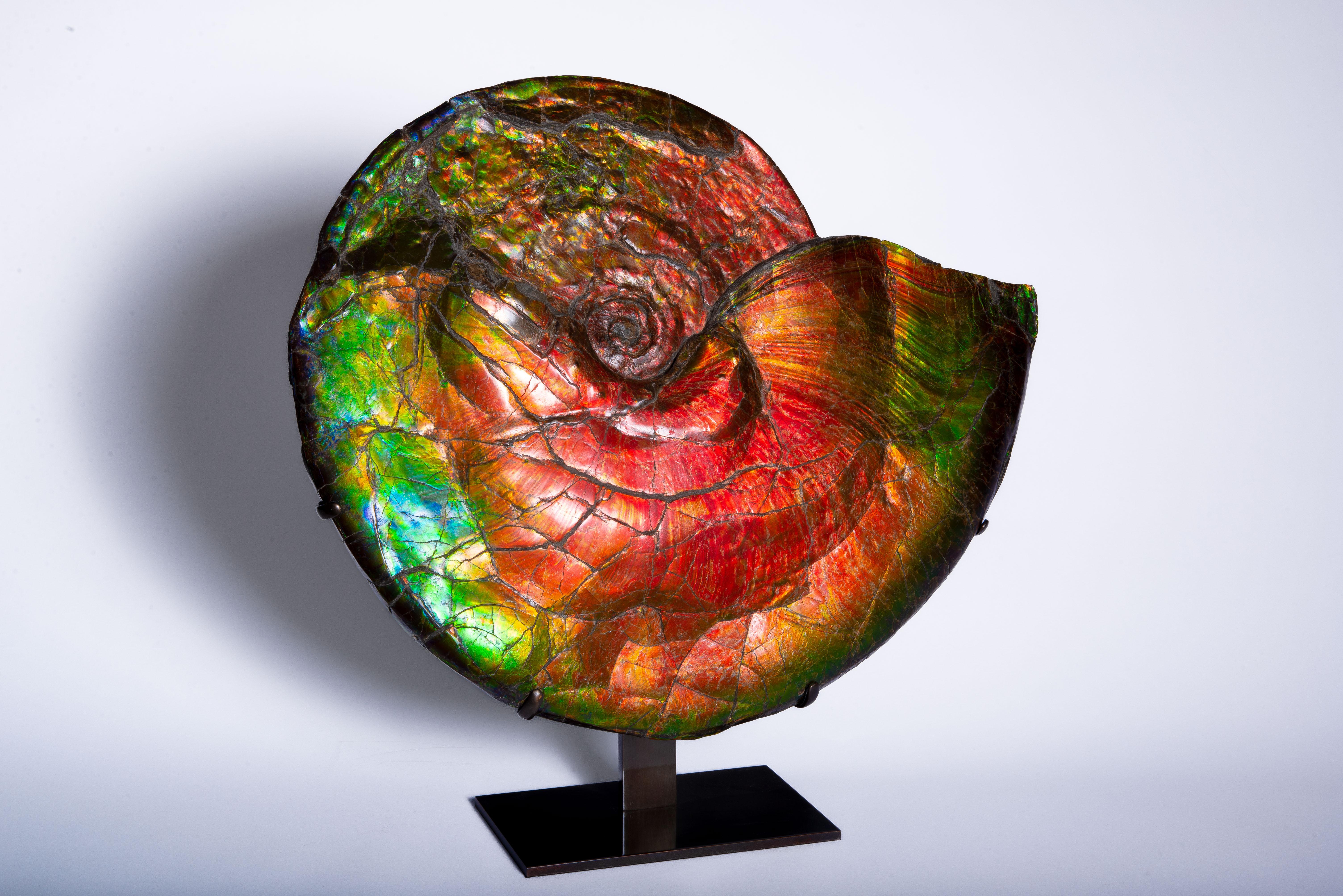 large ammonite fossil