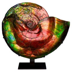 Used Extraordinary Iridescent Ammonite Fossil