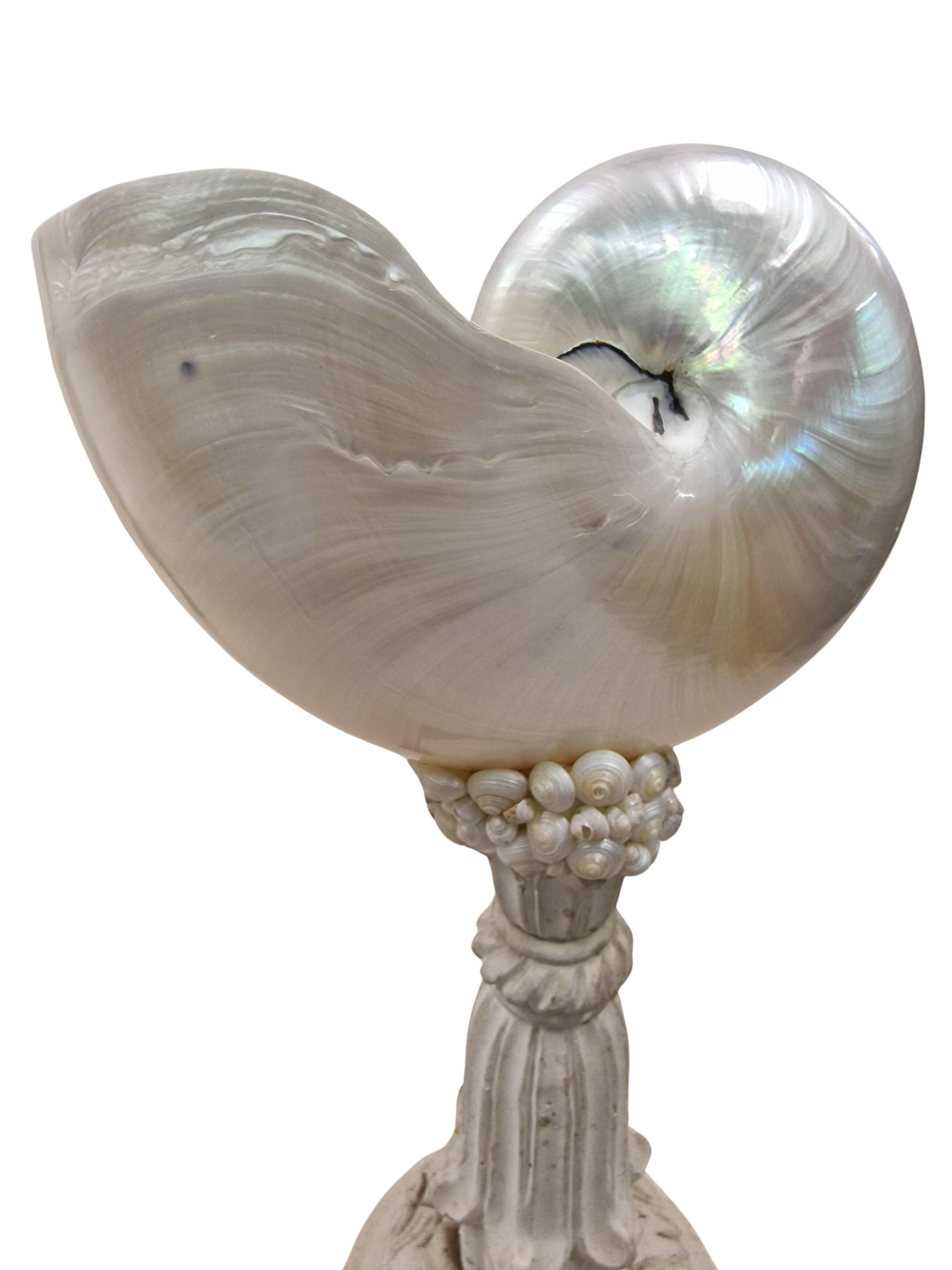 20th Century Extraordinary shell Nautilus, cabinet piece collector's item, mid-century, Italy