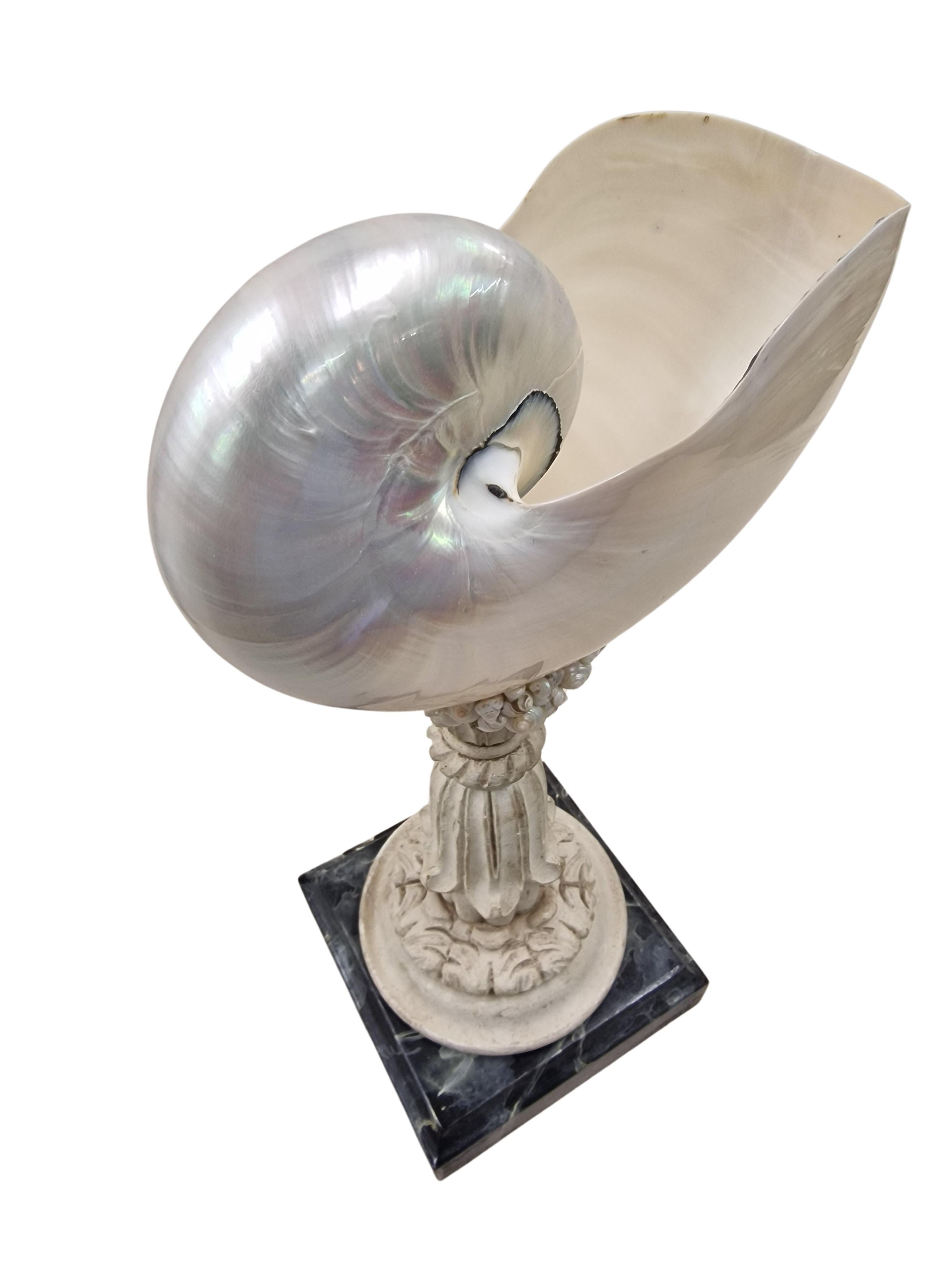 Extraordinary shell Nautilus, cabinet piece collector's item, mid-century, Italy 1