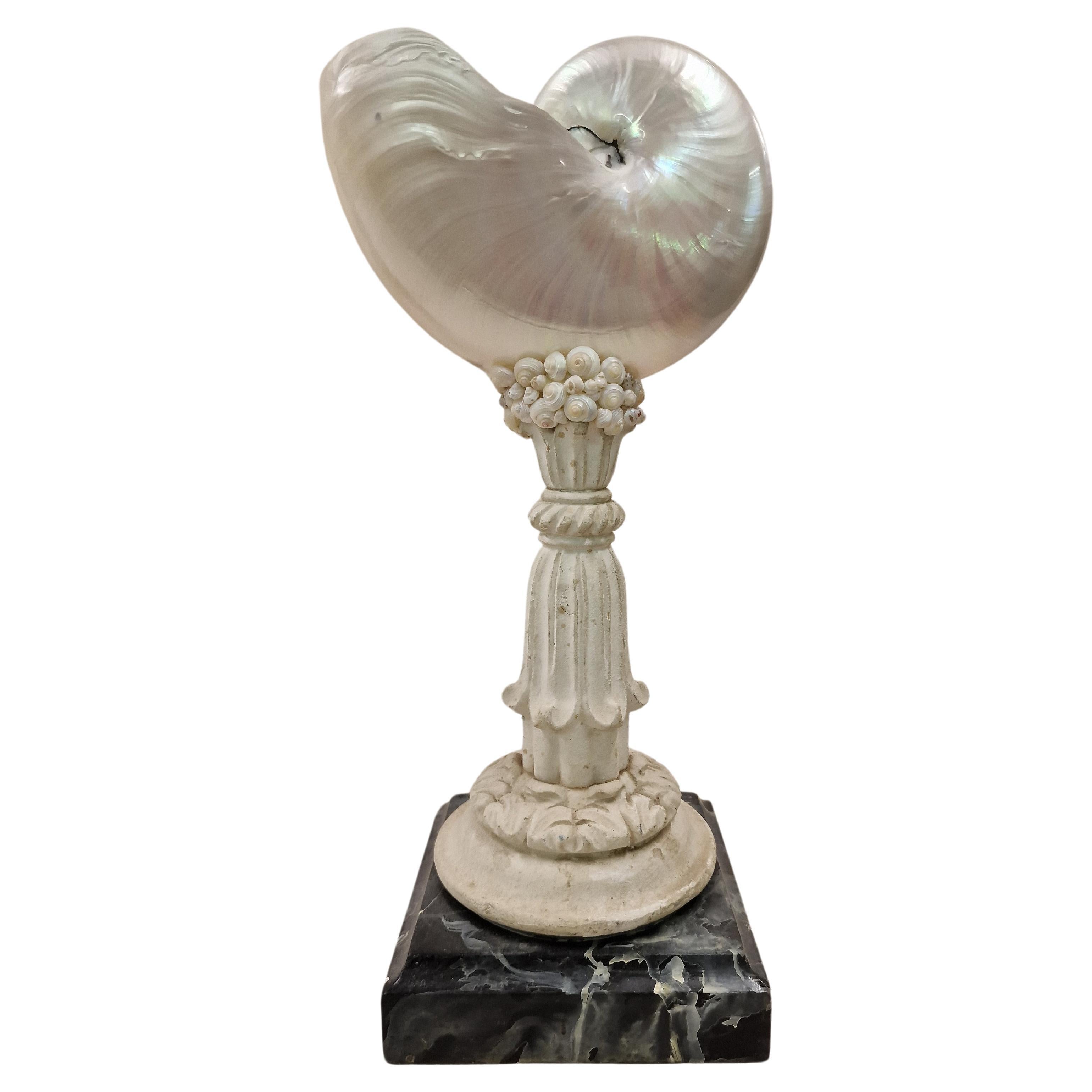Extraordinary shell Nautilus, cabinet piece collector's item, mid-century, Italy