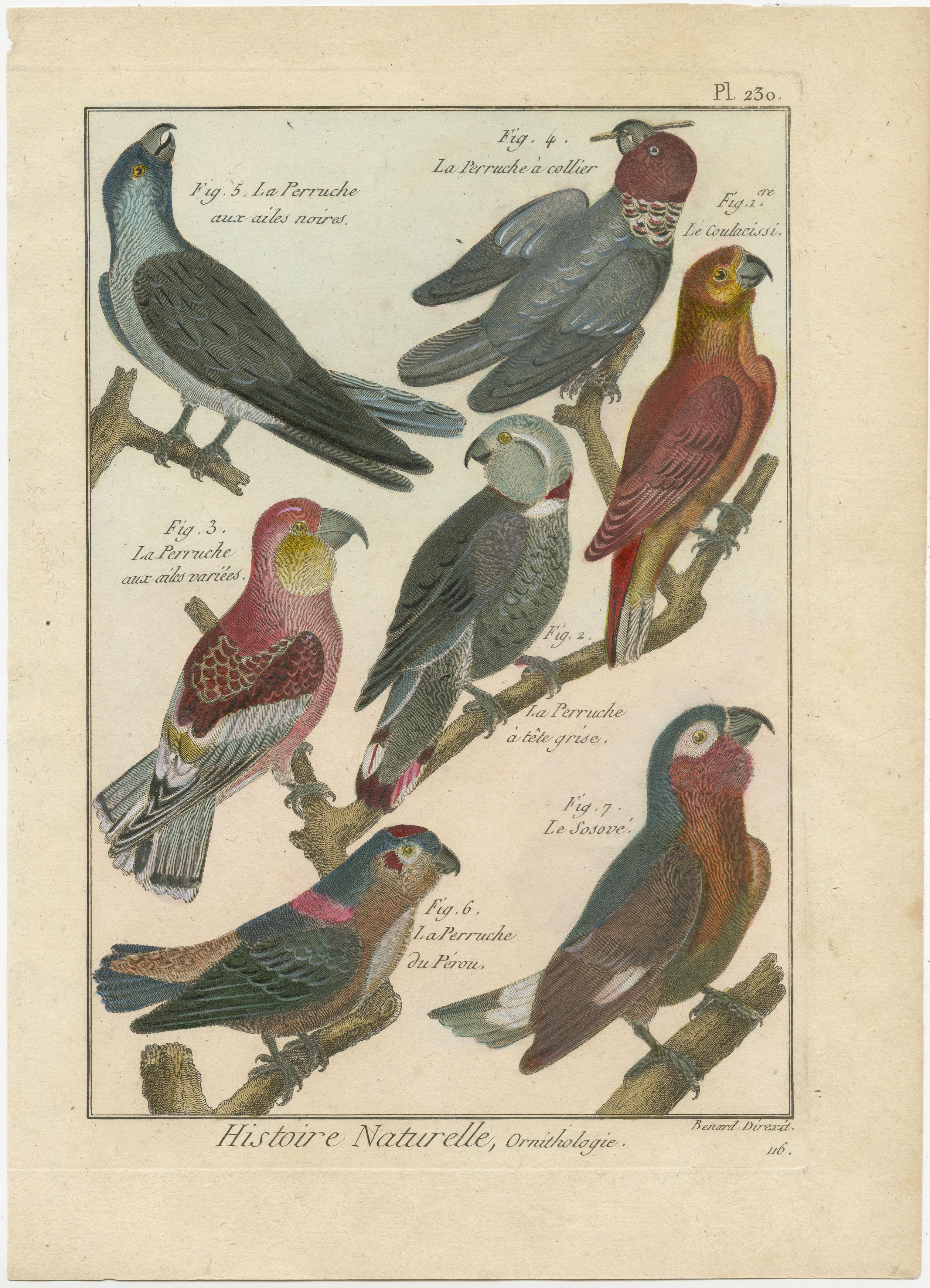 An authentic, perfect and bright, originally hand-colored, illustration of 7 Parakeets: 
La Perruche aux ailes noires, La Perruche a collier, La Perruche aux ails variees, La Perruche du Perou and La Perruche a tete grise. It also depicts Le