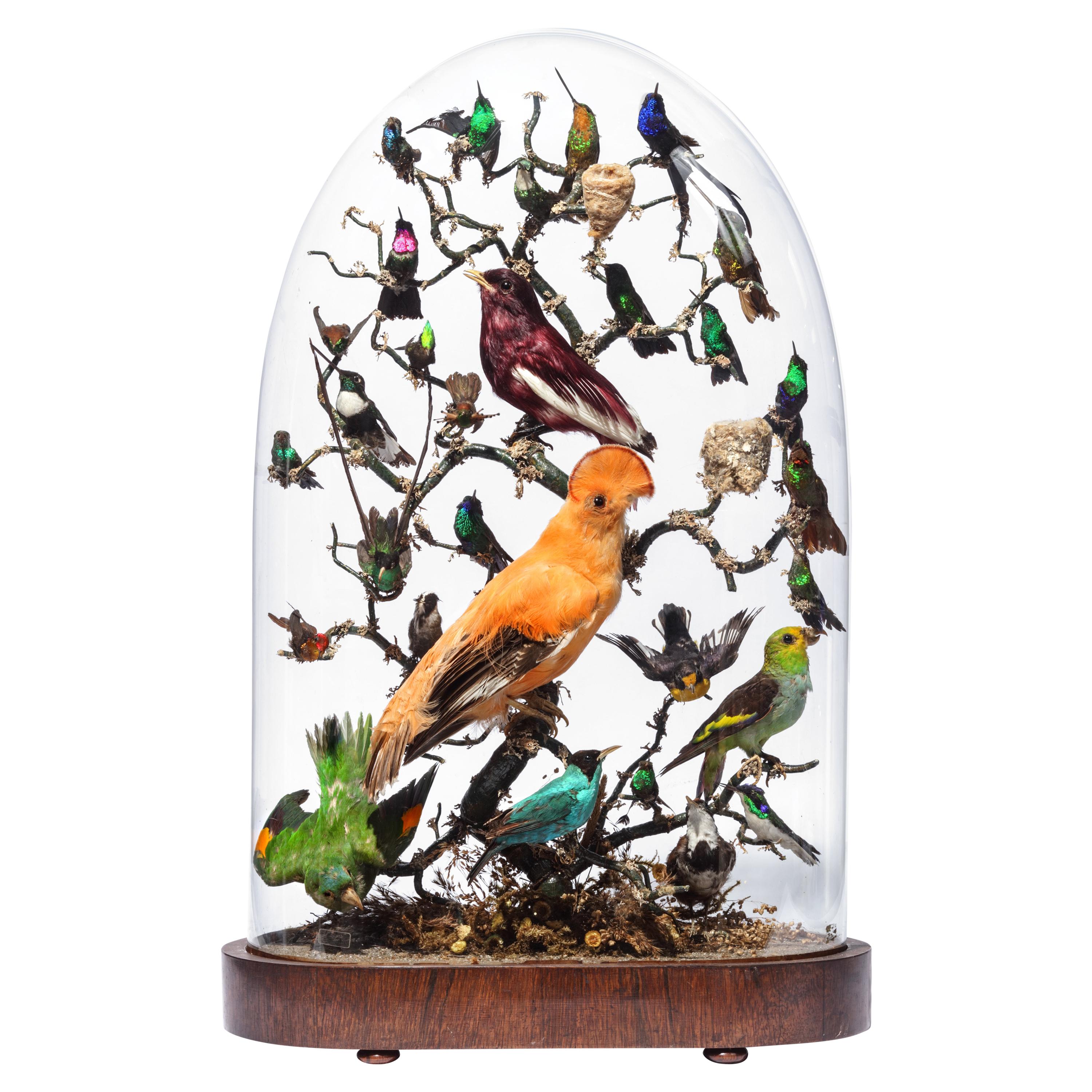 Extremely Fine Victorian Dome Taxidermy with Central-American Birds 19th Century