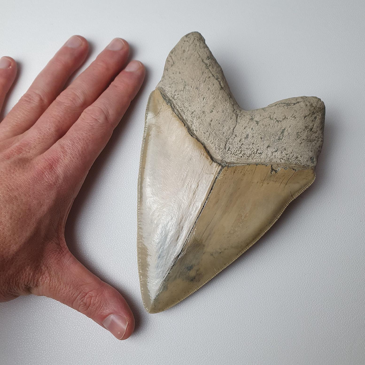 Perfect Huge Otodus Megalodon tooth from the Miocene of Southeastern Asia 

Here you can see the best of the best quality fossil tooth with the finest preservation possible. 

Miocene (5 myo).
 