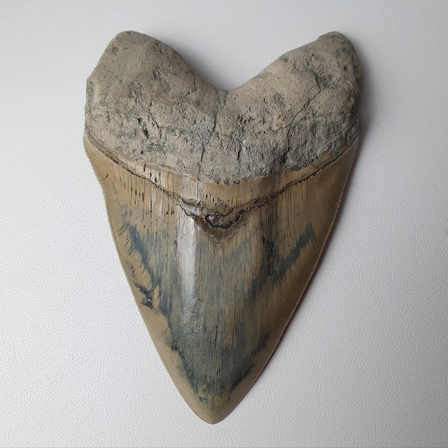 Asian Extremely Large Flawless Megalodon Shark Tooth For Sale