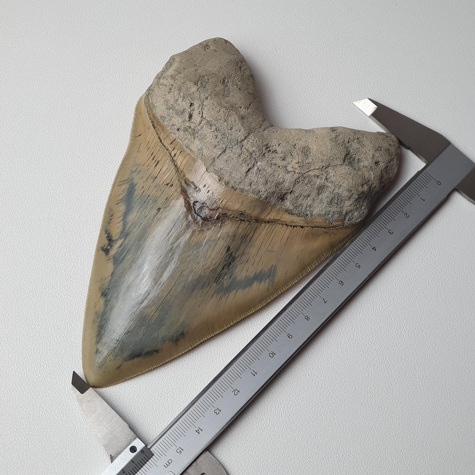 Extremely Large Flawless Megalodon Shark Tooth For Sale 2