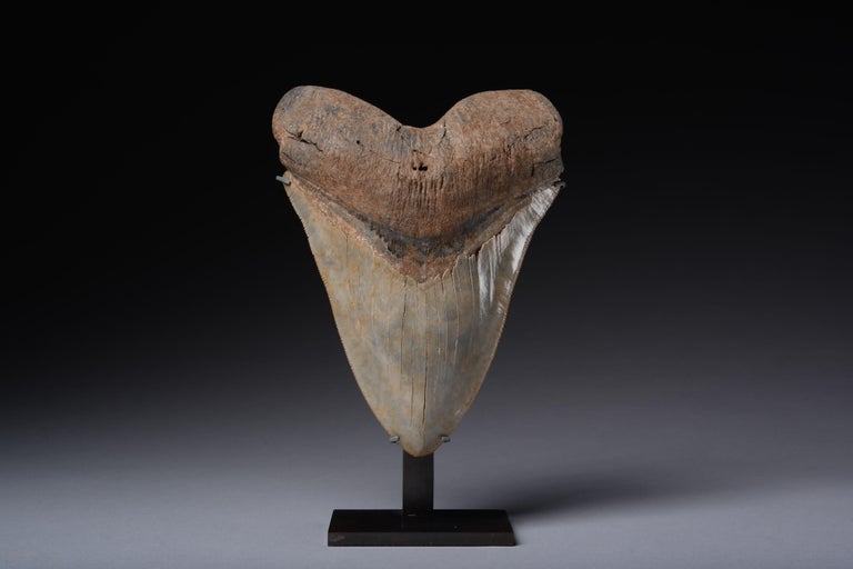 Extremely Large Megalodon Shark Tooth For Sale at 1stDibs