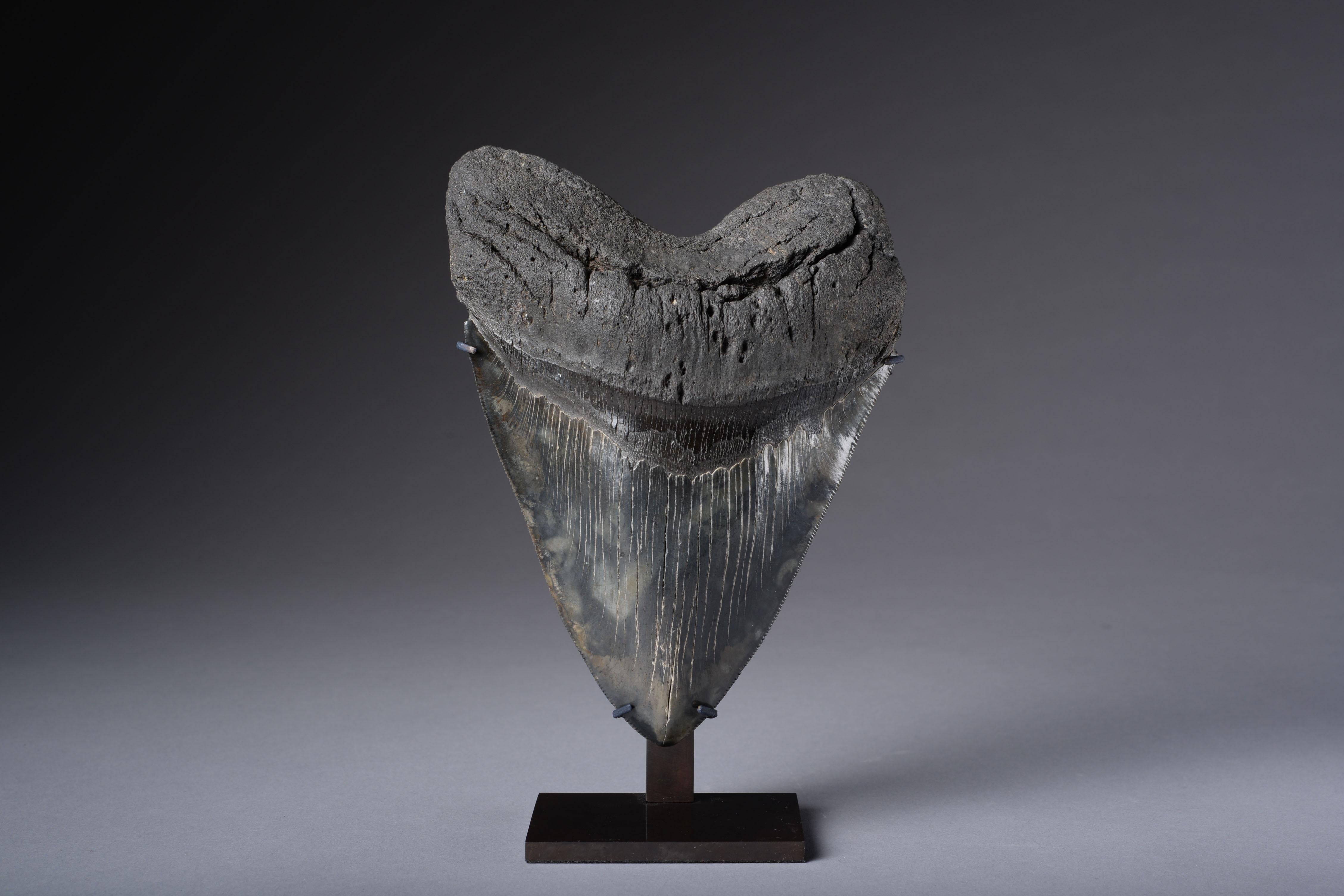 This exceedingly large and beautifully preserved serrated tooth would have once lined the mouth of a big Megalodon shark (Carcharocles megalodon).

The mightiest and most terrifying marine predator of all times, Megalodon may have been up to 60 feet