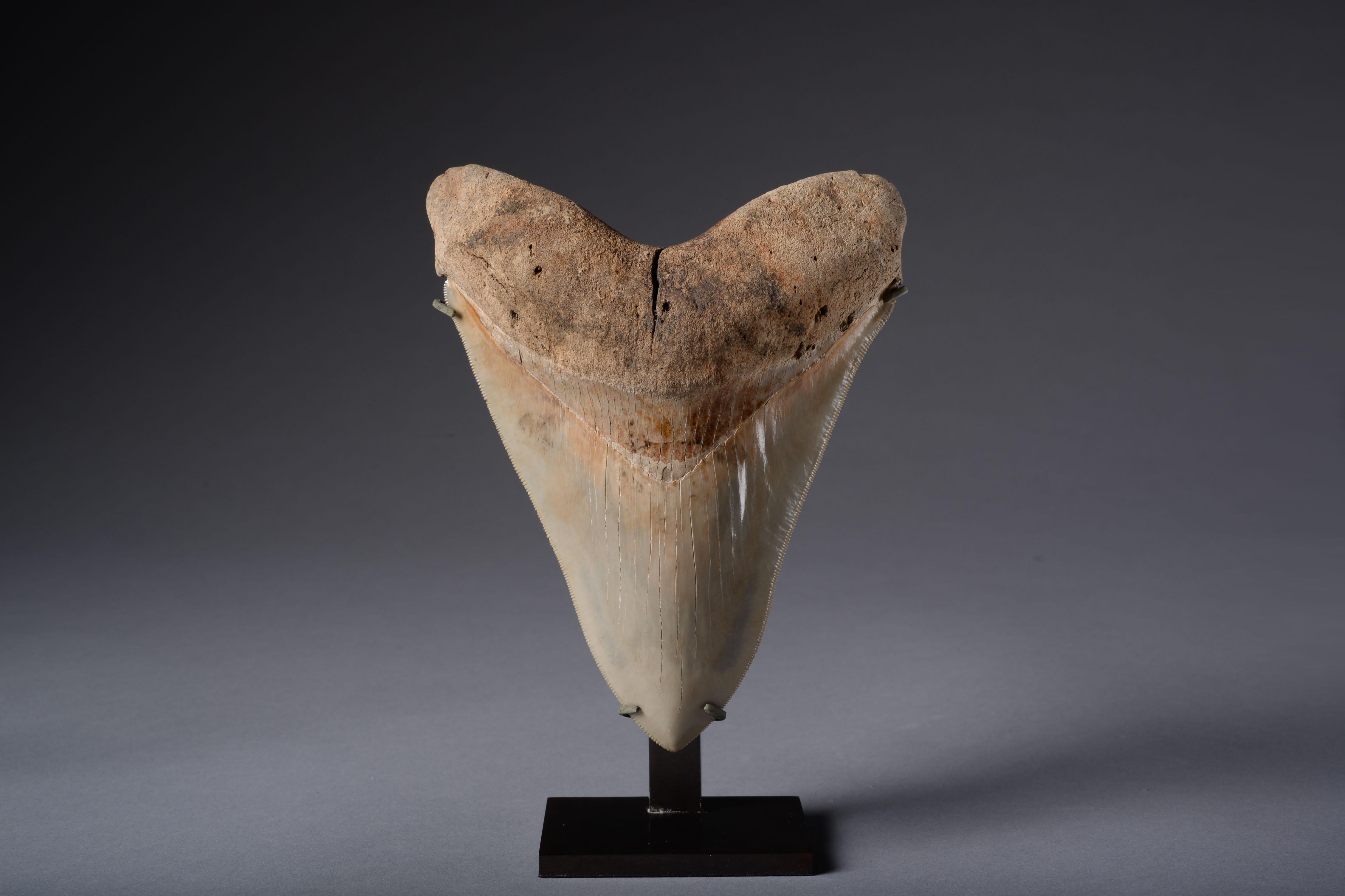 This exceedingly large serrated tooth would have once lined the mouth of a big Megalodon shark (Carcharocles megalodon). It is extremely well preserved, intact with no restorations and has a beautiful, glossy enamel.

The mightiest and most