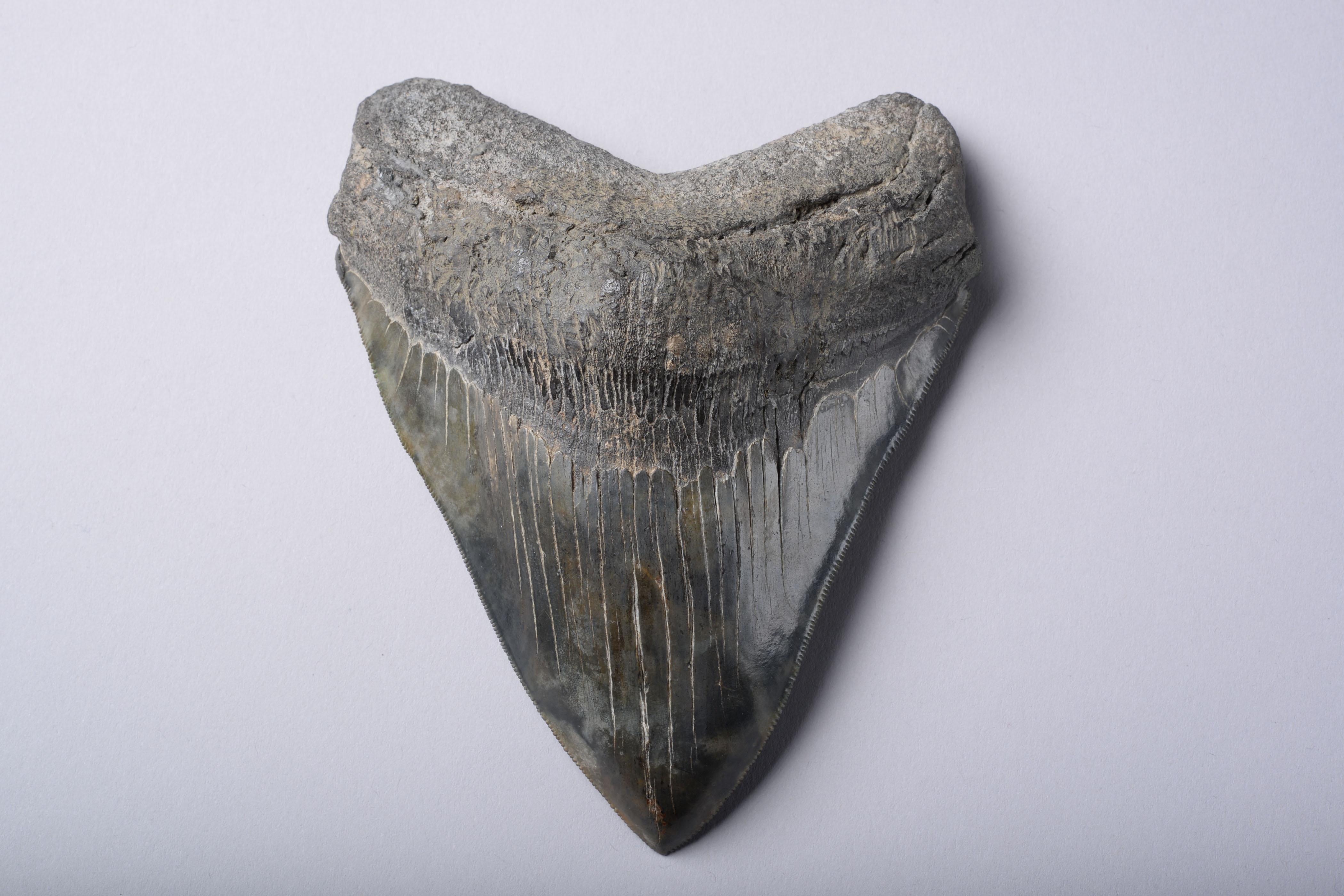 This exceedingly large and beautifully preserved serrated tooth would have once lined the mouth of a big Megalodon shark (Carcharocles megalodon).

The mightiest and most terrifying marine predator of all times, Megalodon may have been up to 60 feet