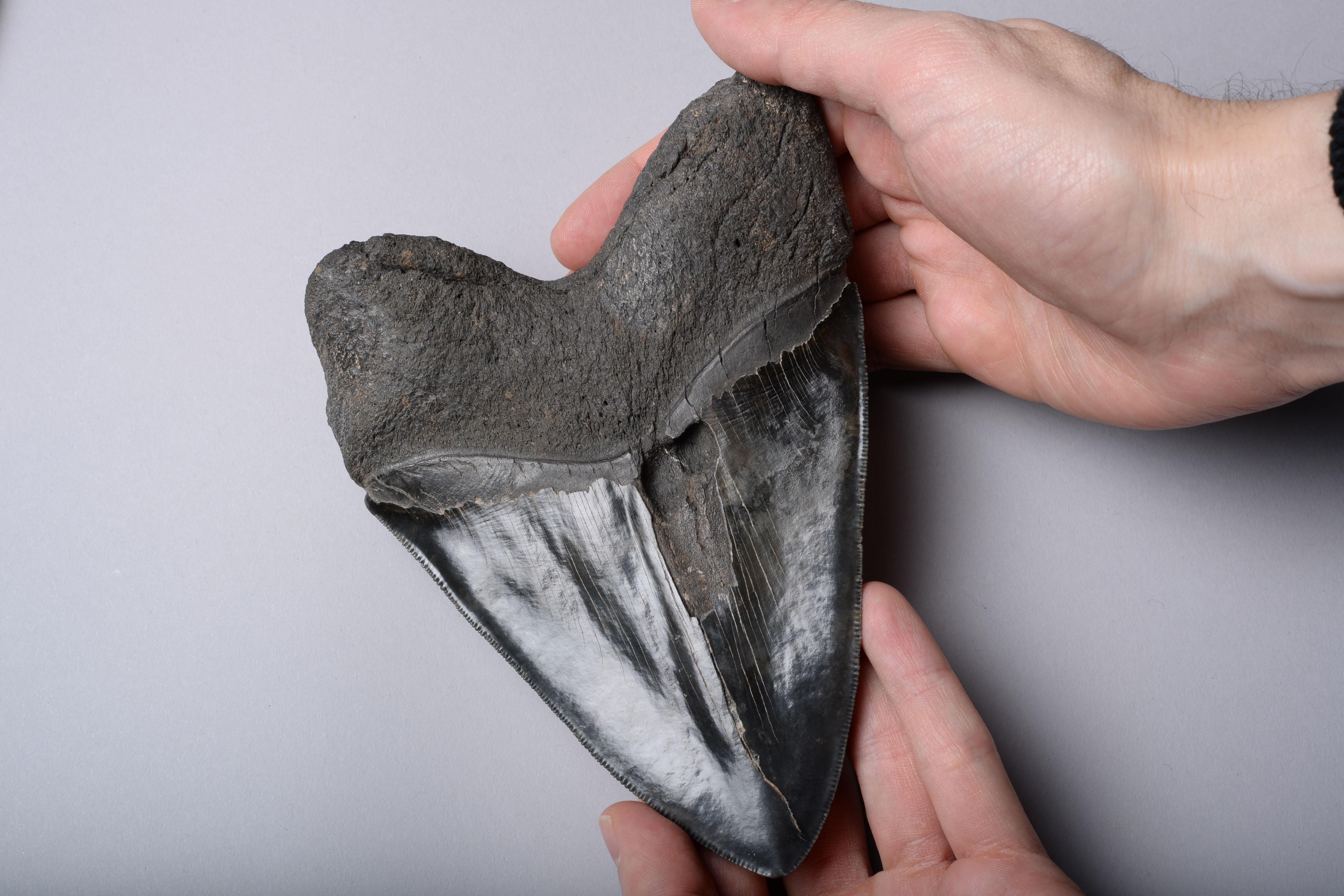 American Extremely Large Megalodon Shark Tooth