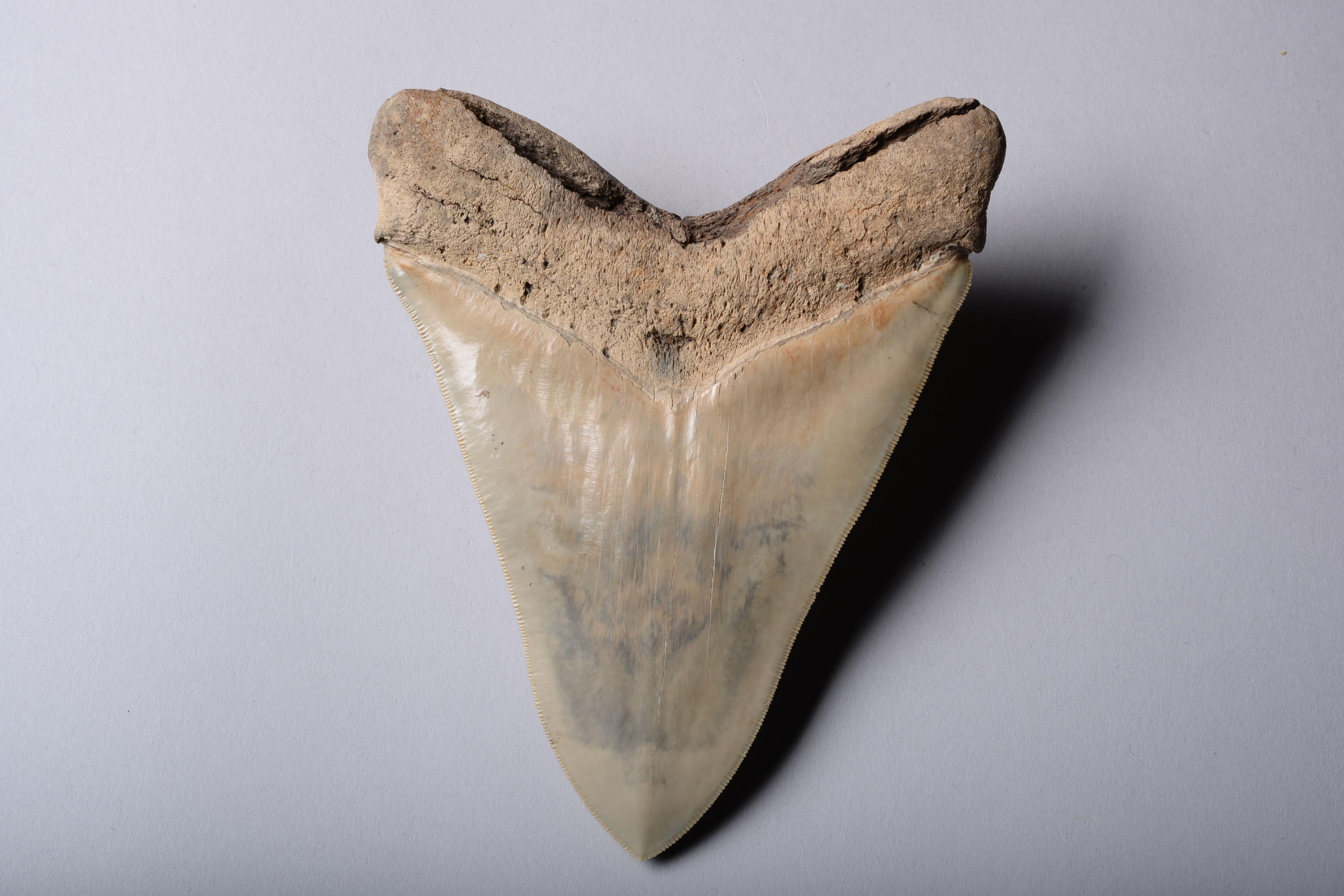 large sharks tooth