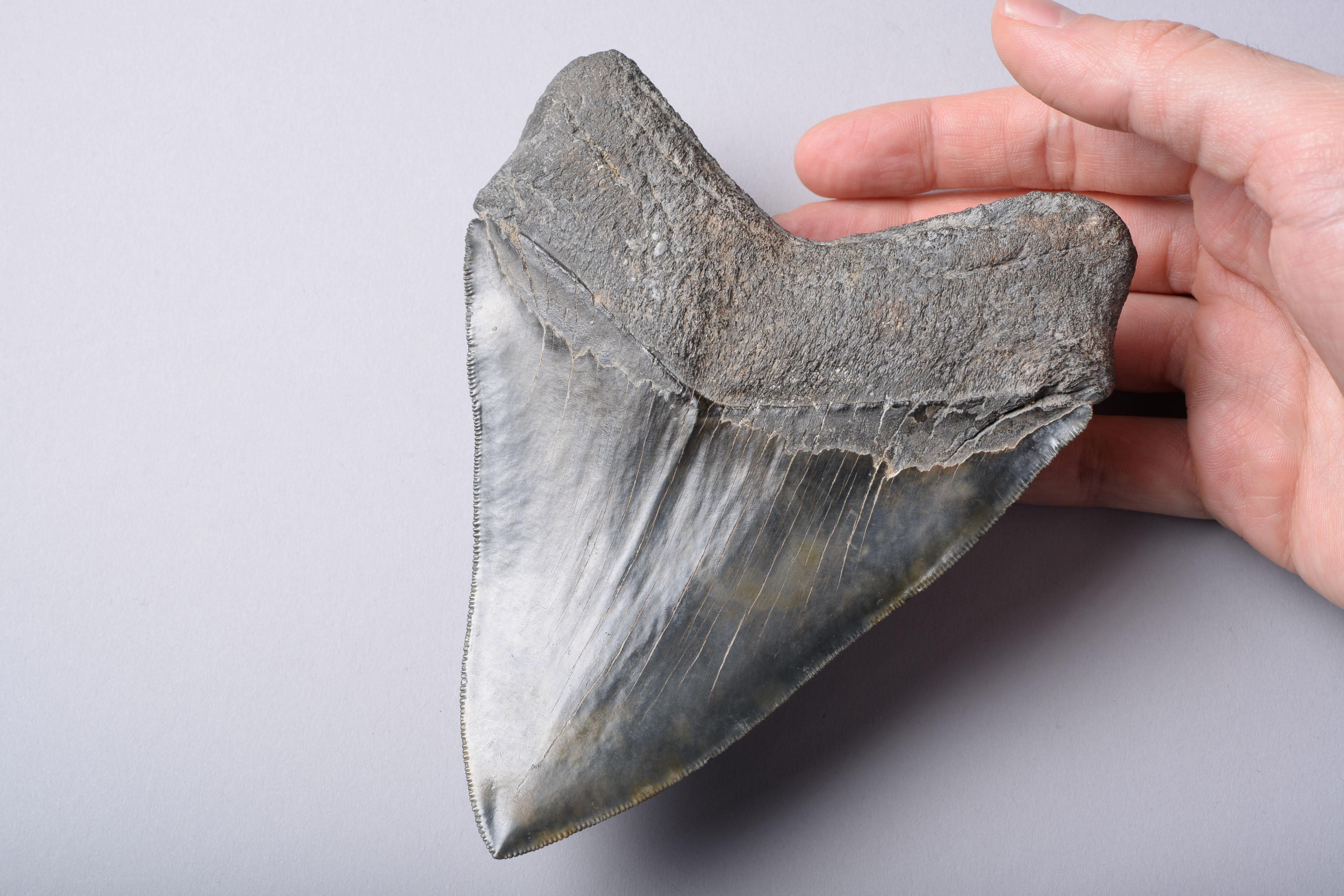 megalodon teeth for sale