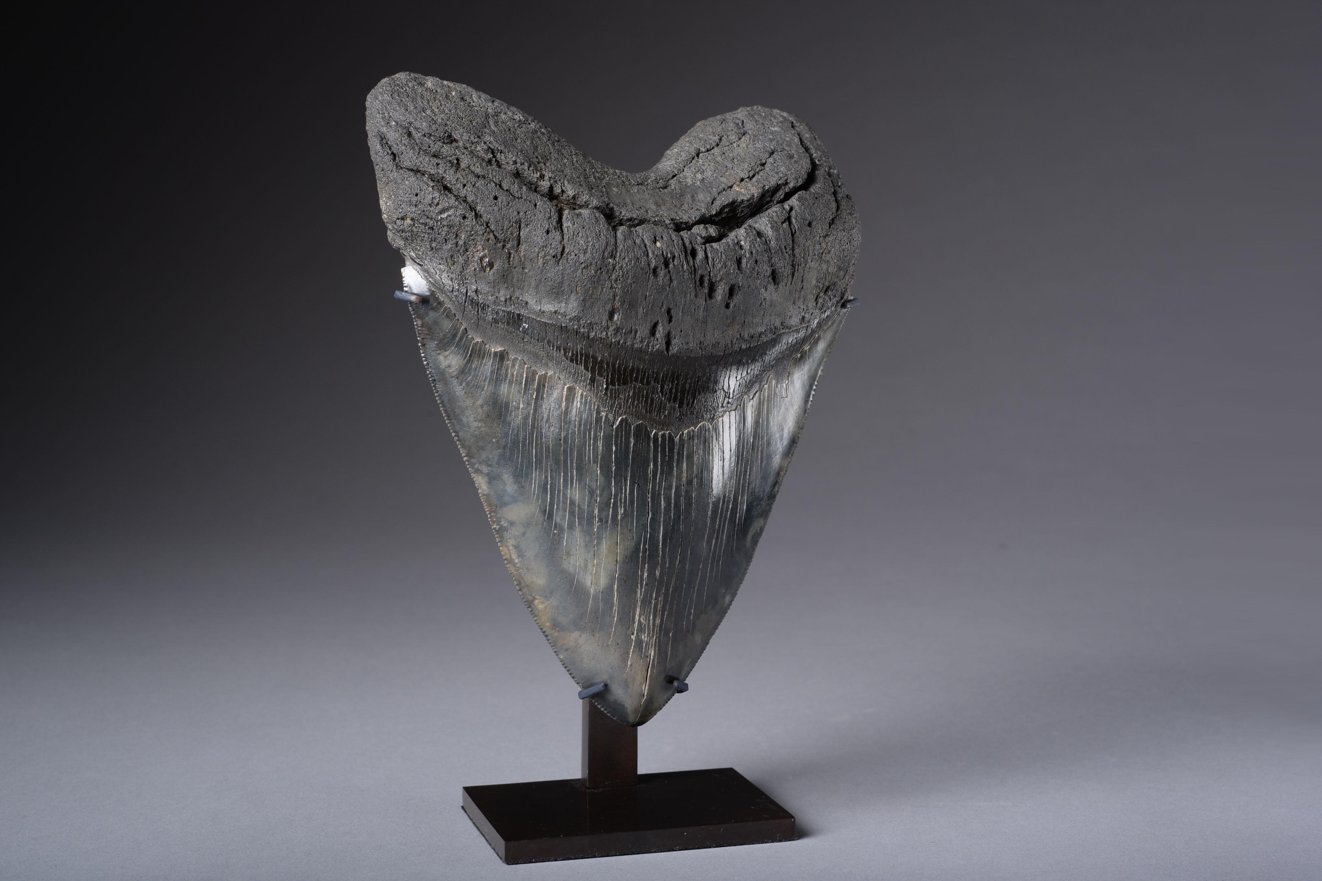 18th Century and Earlier Extremely Large Megalodon Shark Tooth