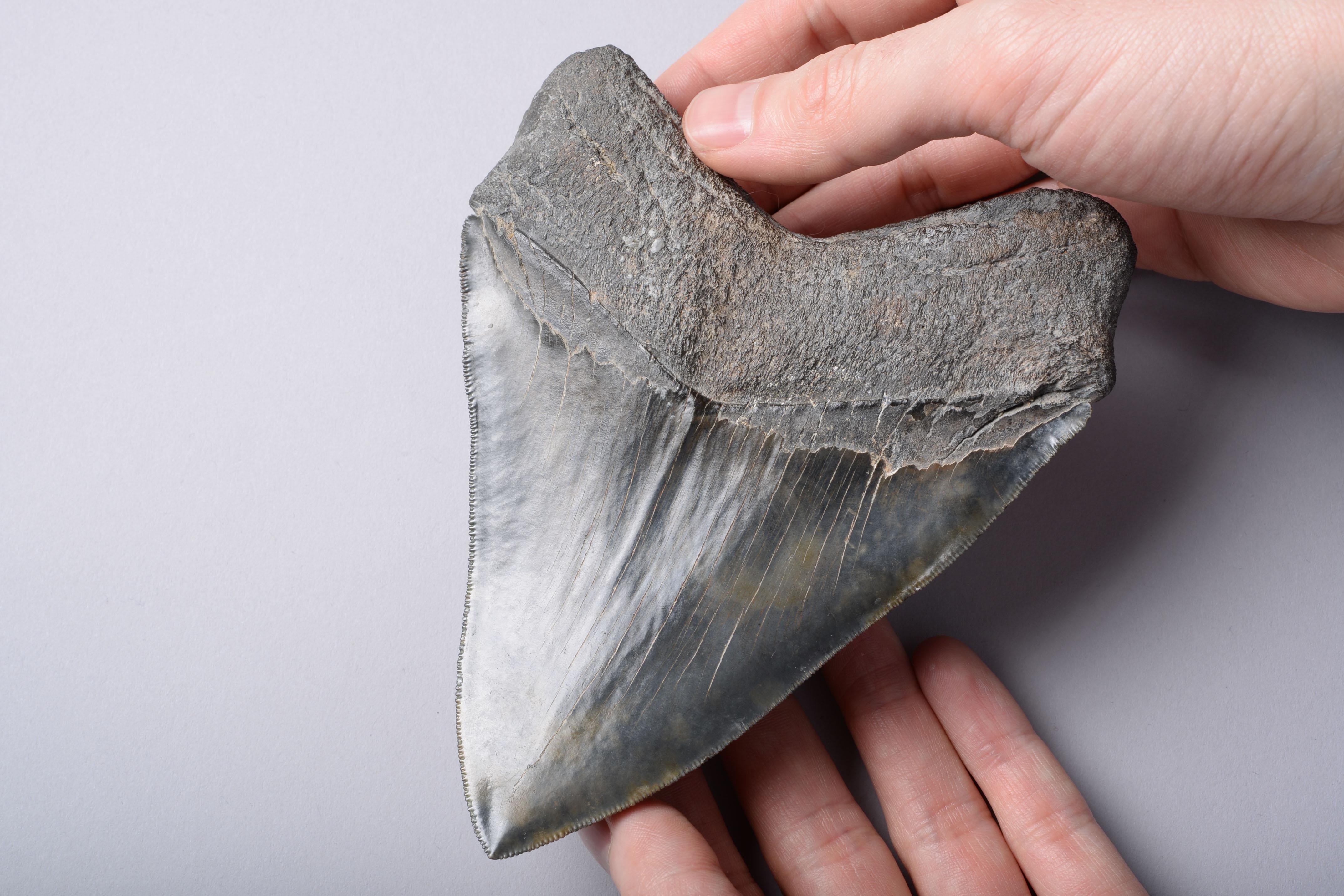 megalodon tooth pictures