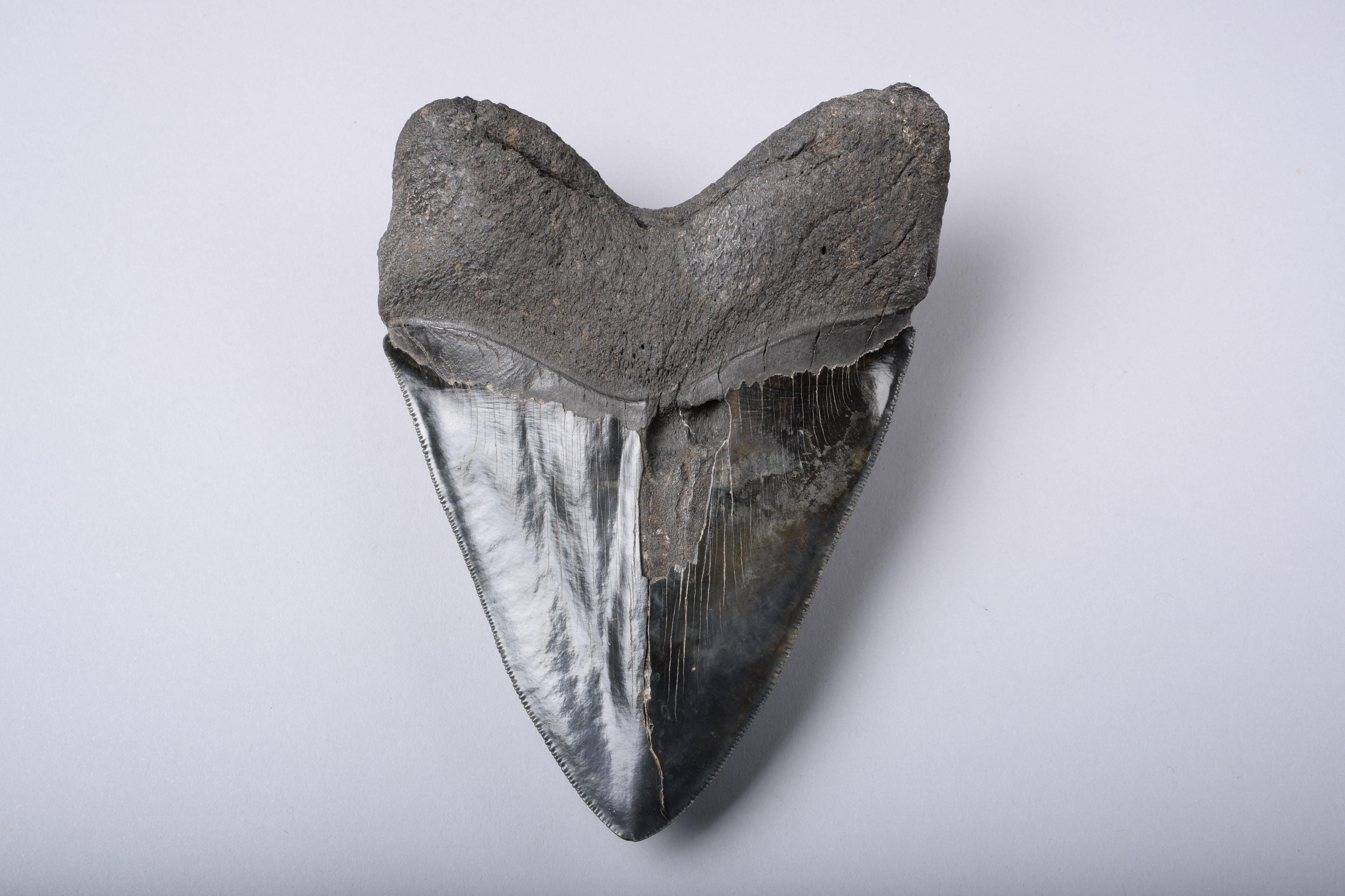 Other Extremely Large Megalodon Shark Tooth