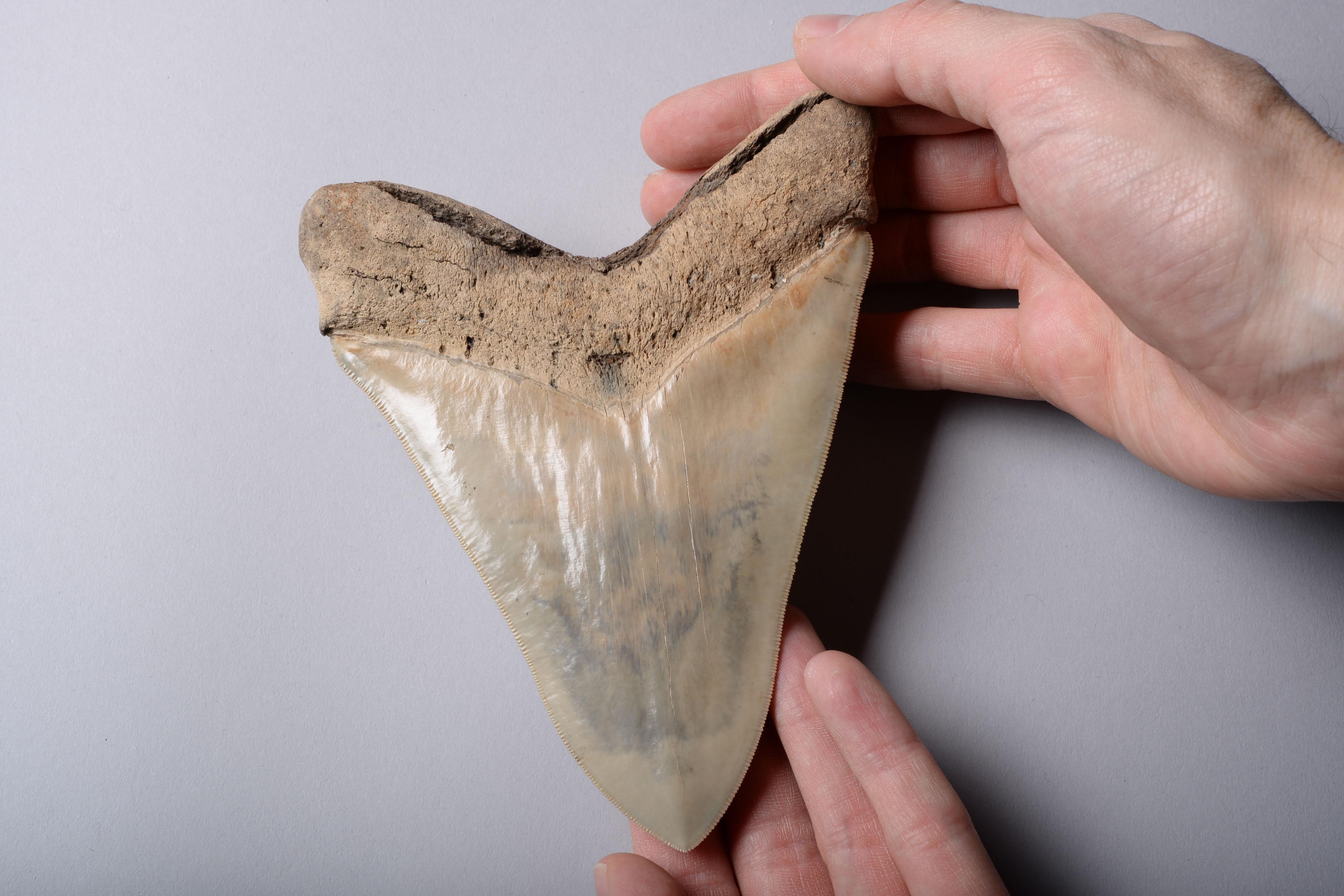 American Extremely Large Megalodon Shark Tooth