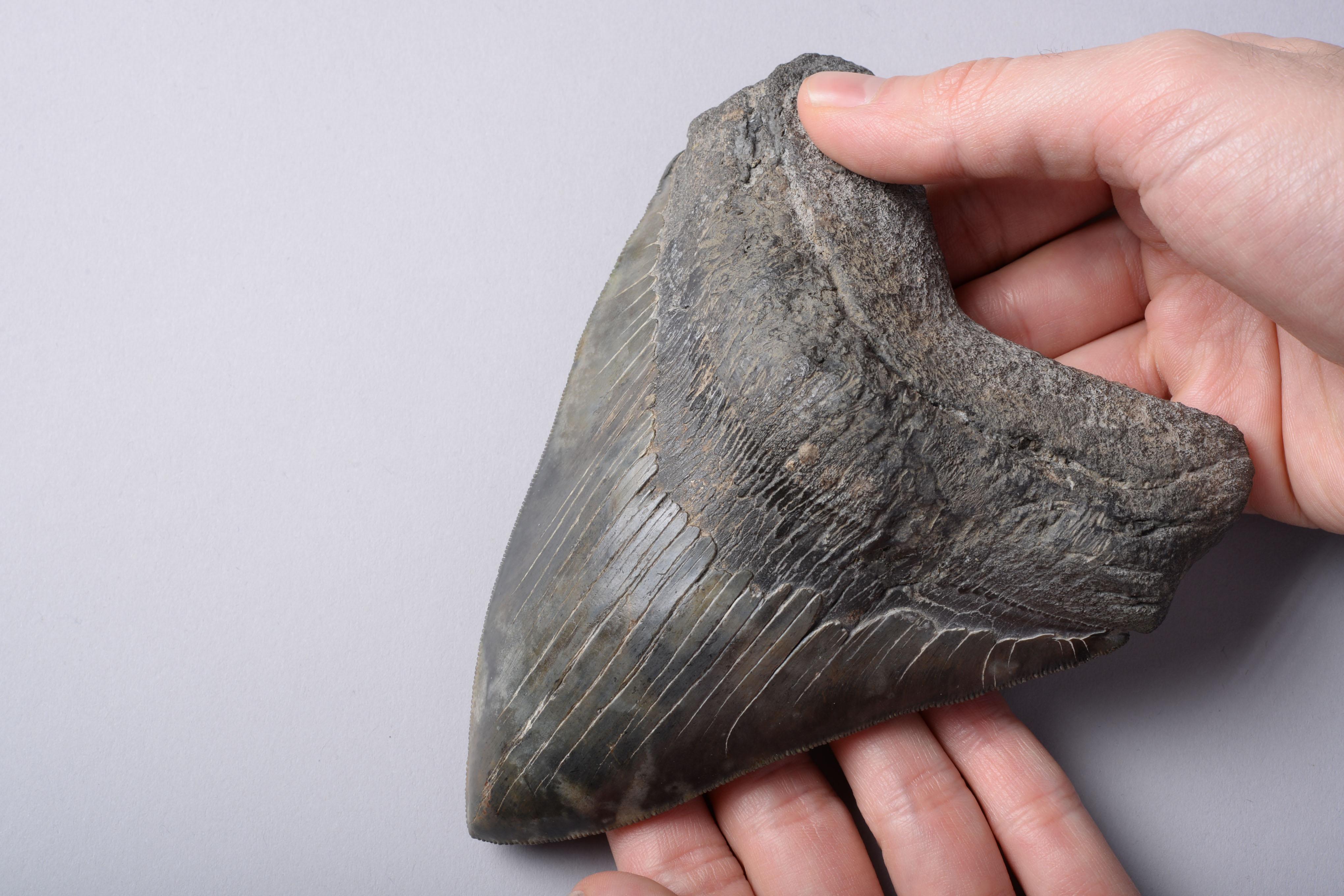 Extremely Large Megalodon Shark Tooth In Excellent Condition In London, GB