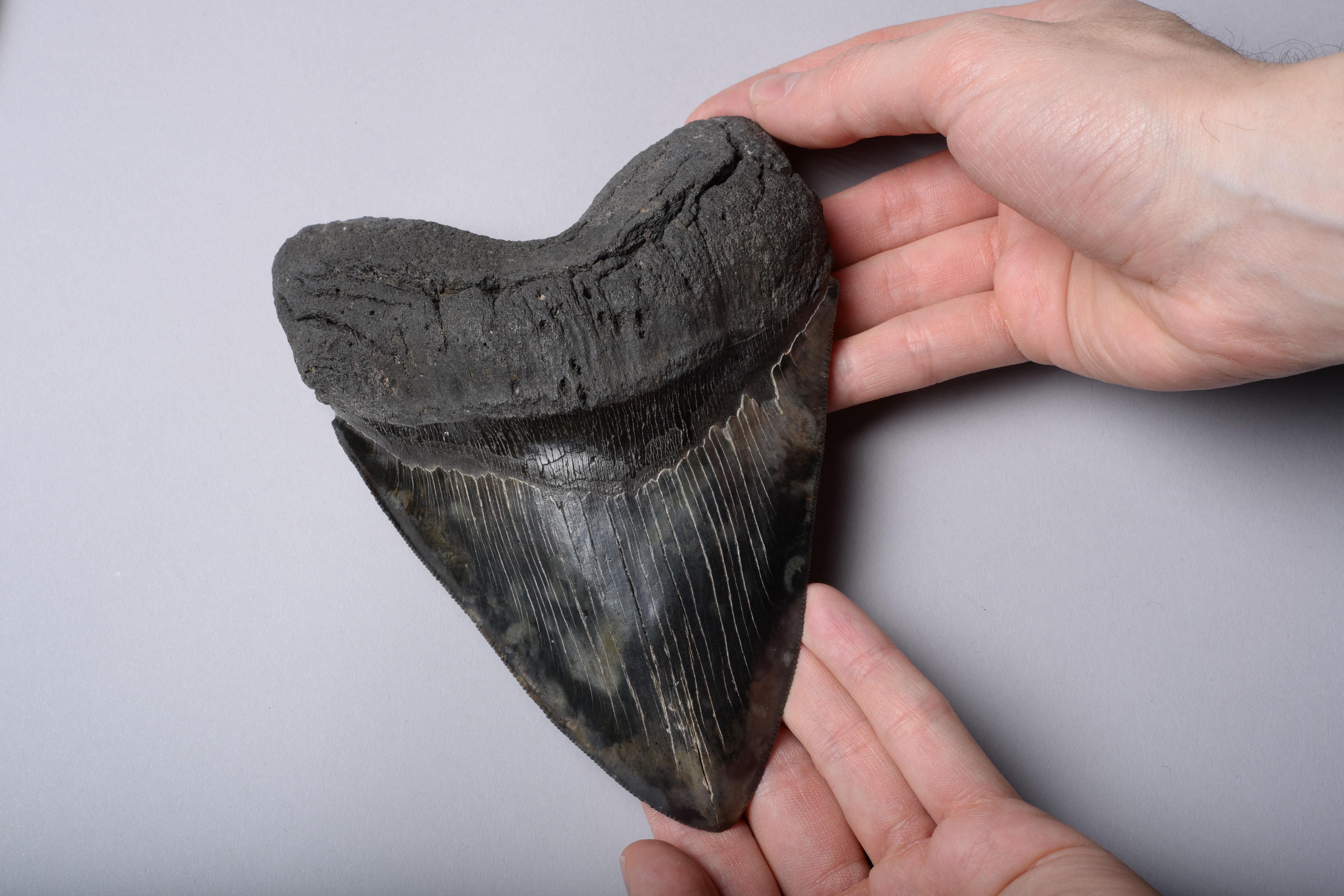 Extremely Large Megalodon Shark Tooth 1