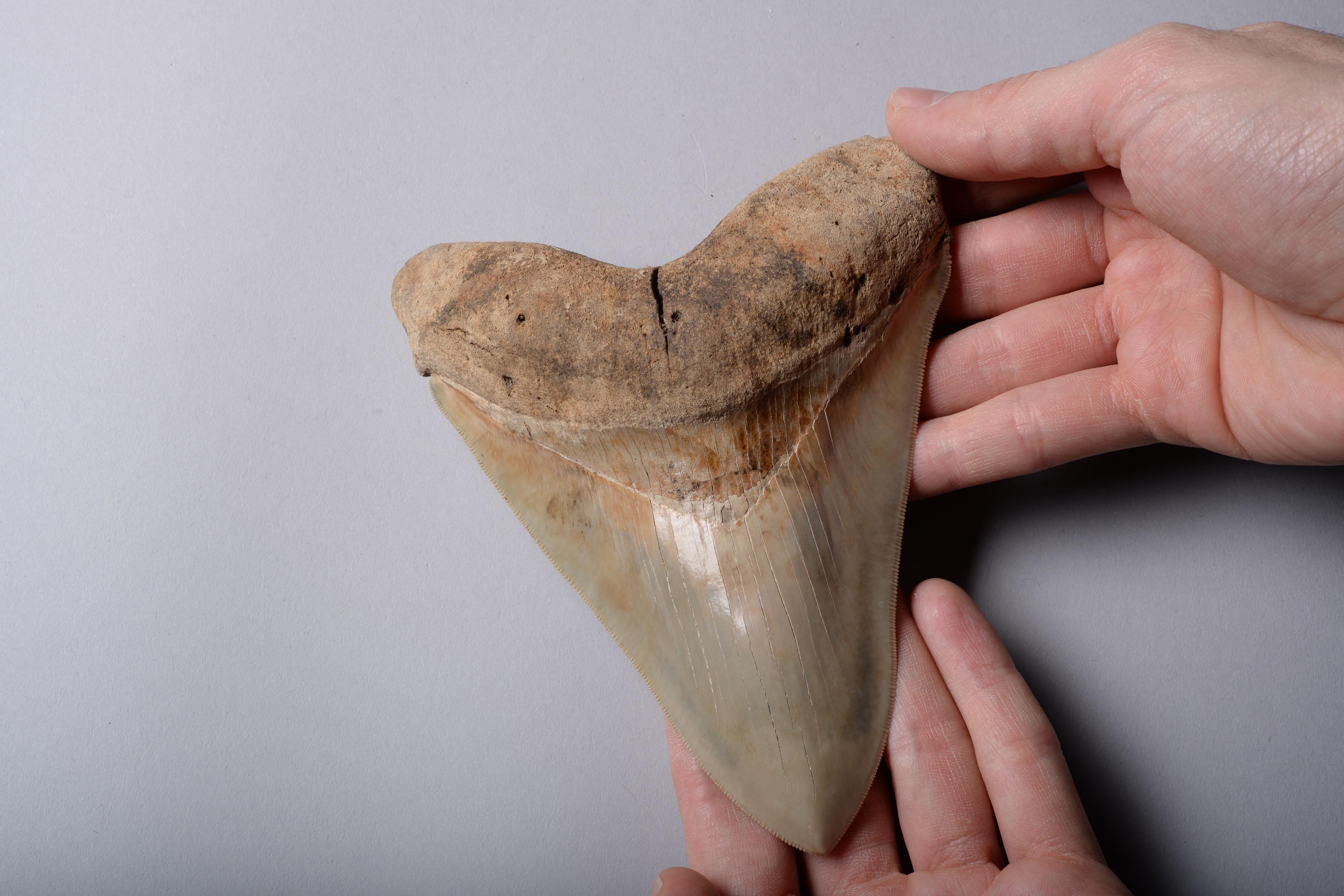 Extremely Large Megalodon Shark Tooth In Excellent Condition In London, GB