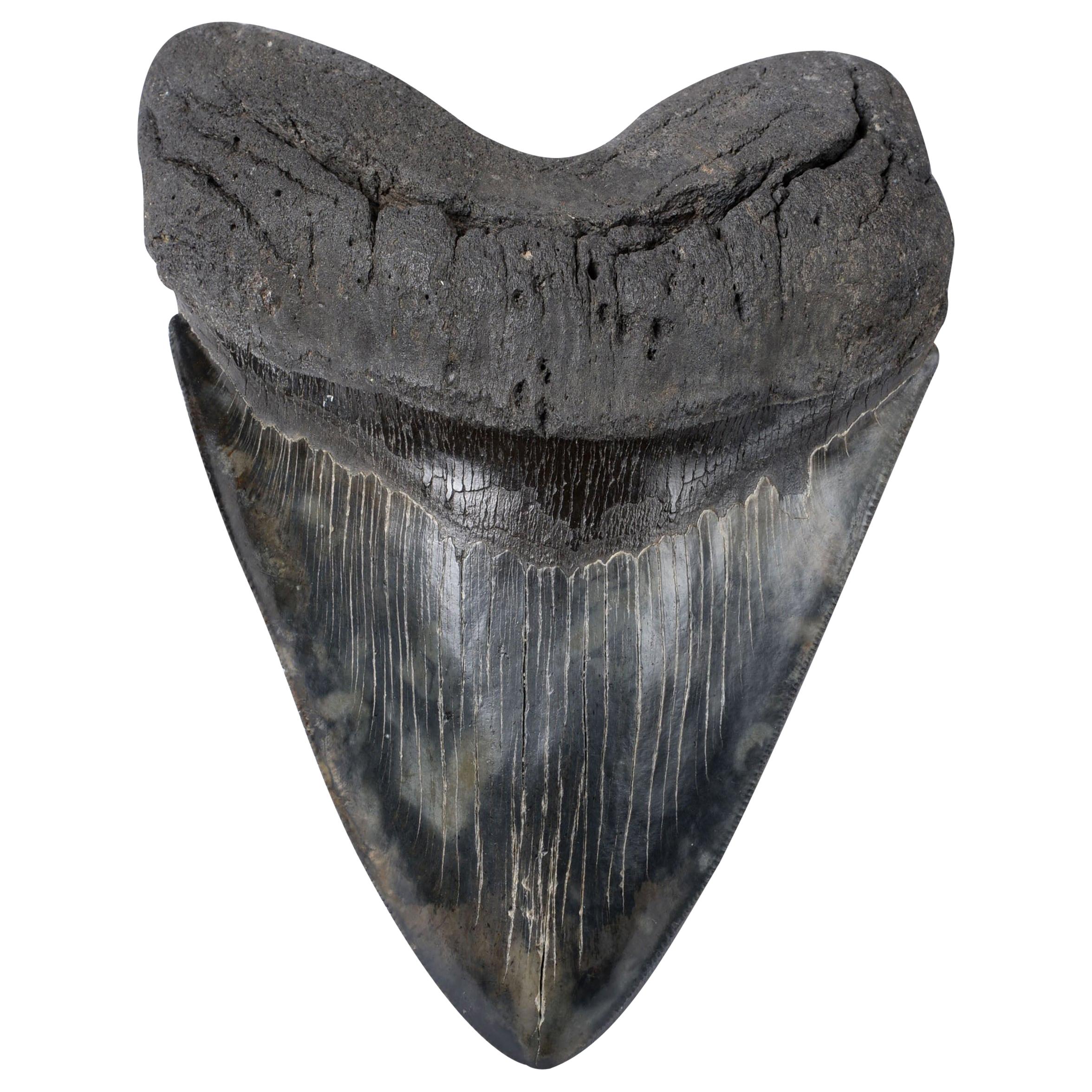 Extremely Large Megalodon Shark Tooth