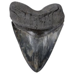 Extremely Large Megalodon Shark Tooth