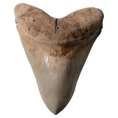 Antique Extremely Large Megalodon Shark Tooth
