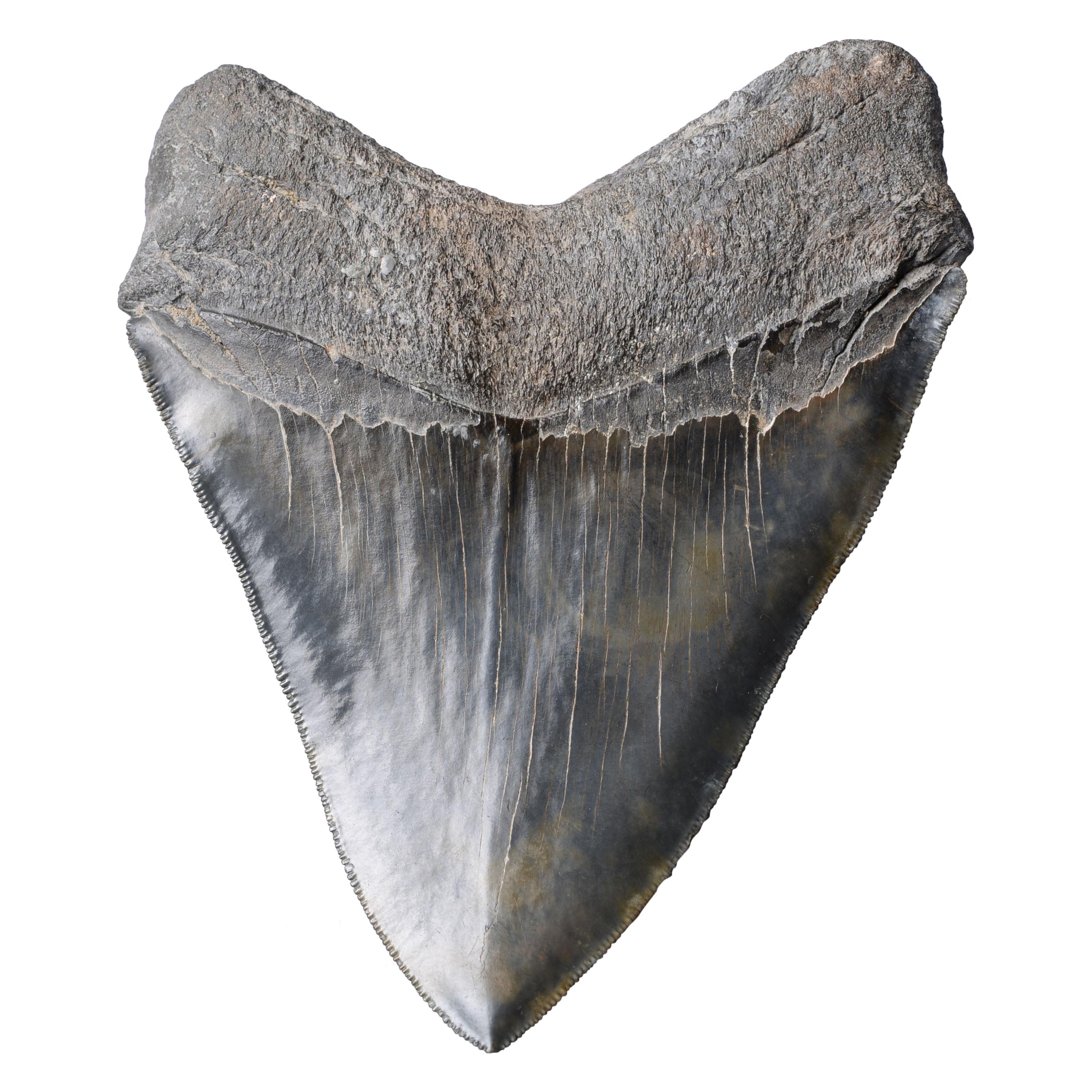 Extremely Large Megalodon Shark Tooth